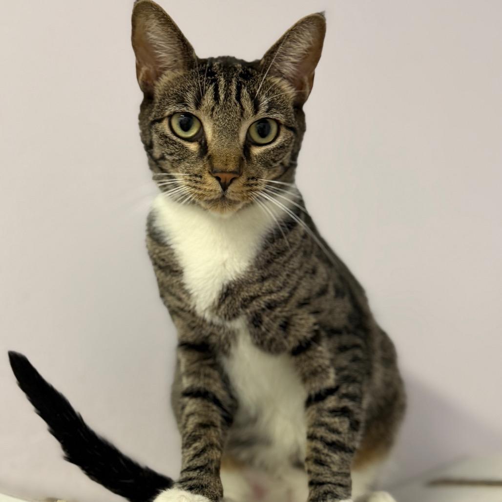 Helly R, a Adoptable Domestic Short Hair in Port Richey, FL image 5/6