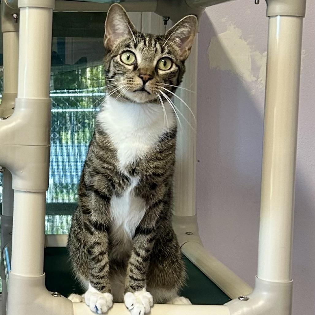 Helly R, a Adoptable Domestic Short Hair in Port Richey, FL image 6/6