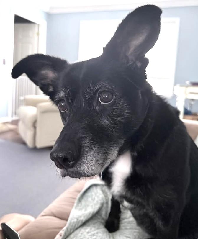 Enlarge Sofi, a ADOPTABLE mixed breed in Irmo, SC image 1/3