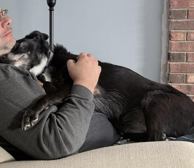 Enlarge Sofi, a ADOPTABLE mixed breed in Irmo, SC image 2/3