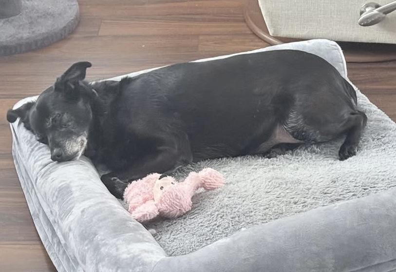 Enlarge Sofi, a ADOPTABLE mixed breed in Irmo, SC image 3/3