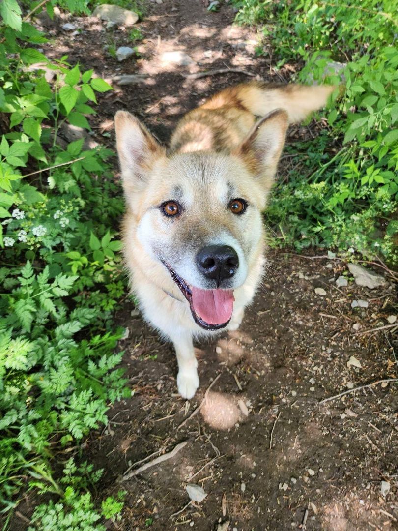 Tonka (et Agaguk), Adopted, Adult Female Akita & Husky.