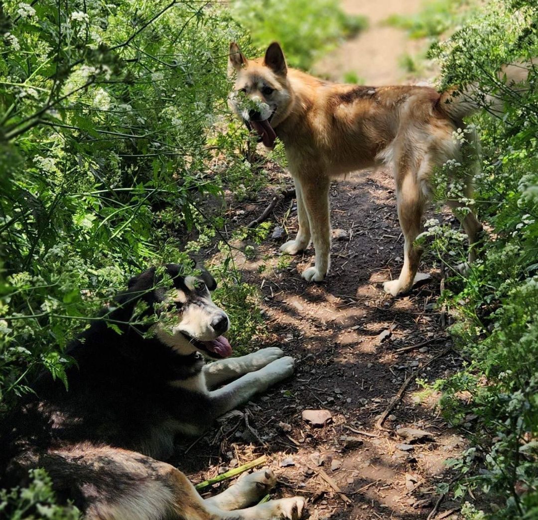 Tonka (et Agaguk), a Adopted mixed breed in Westmount, QC image 3/14