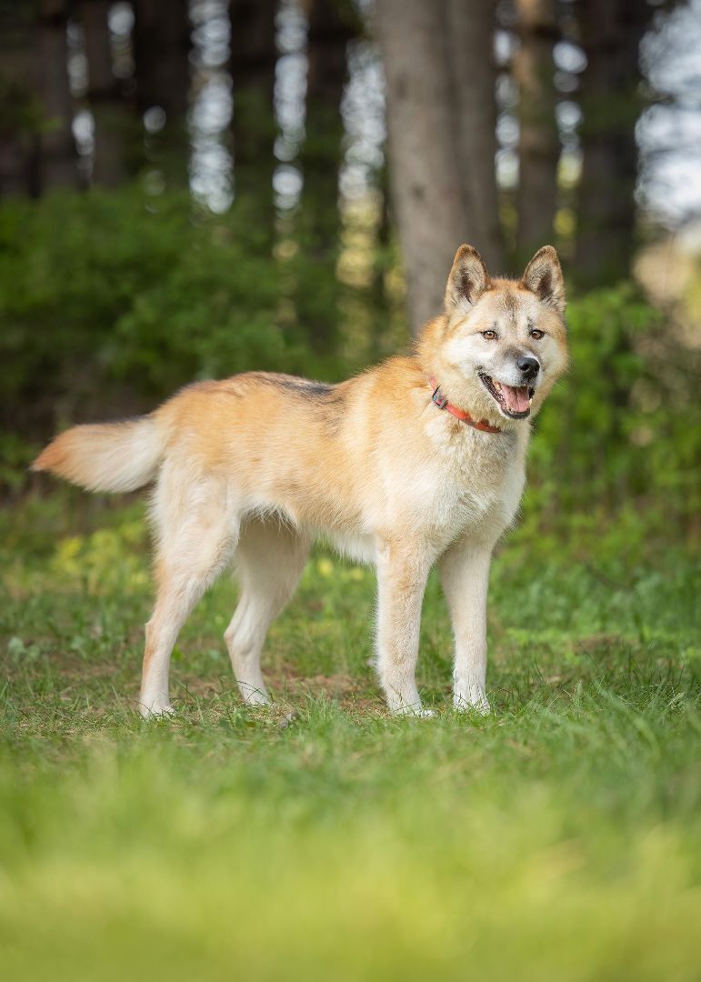 Tonka (et Agaguk), a Adopted mixed breed in Westmount, QC image 4/14