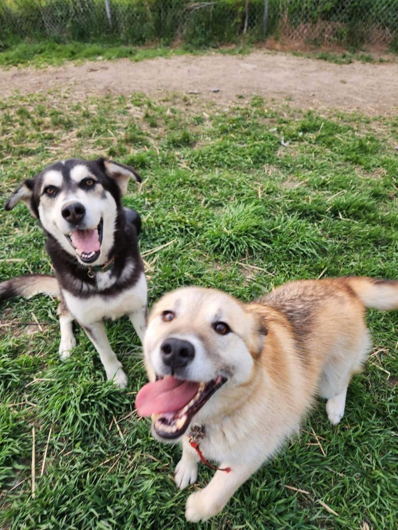 Tonka (et Agaguk), a Adopted mixed breed in Westmount, QC image 5/14