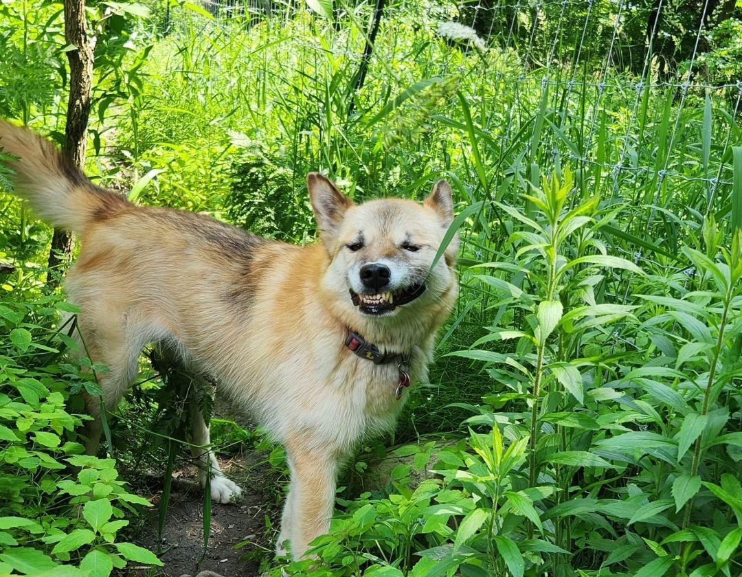 Tonka (et Agaguk), a Adopted mixed breed in Westmount, QC image 6/14