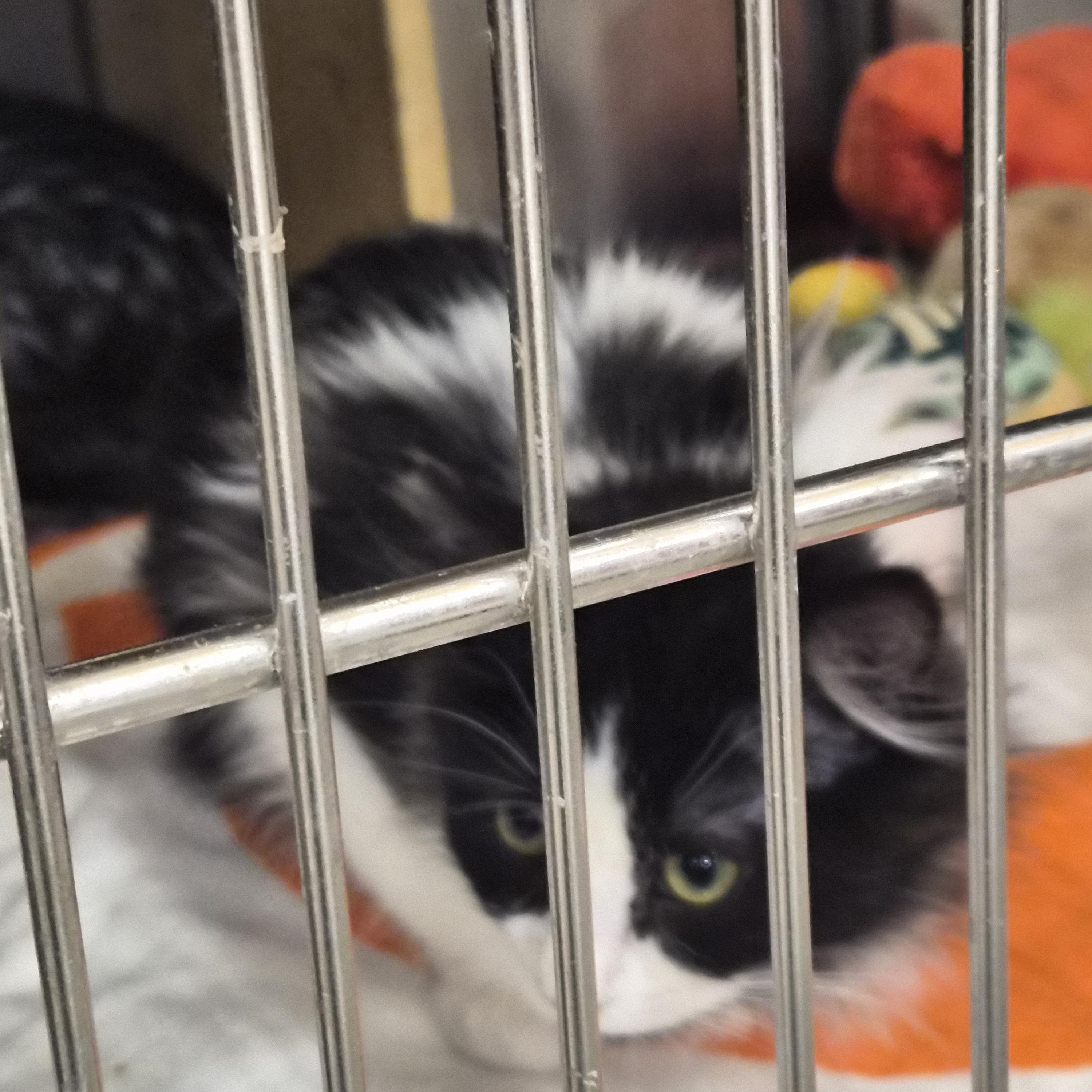 Enlarge Lariet, an adopted Domestic Long Hair in Greeley, CO image 1/2