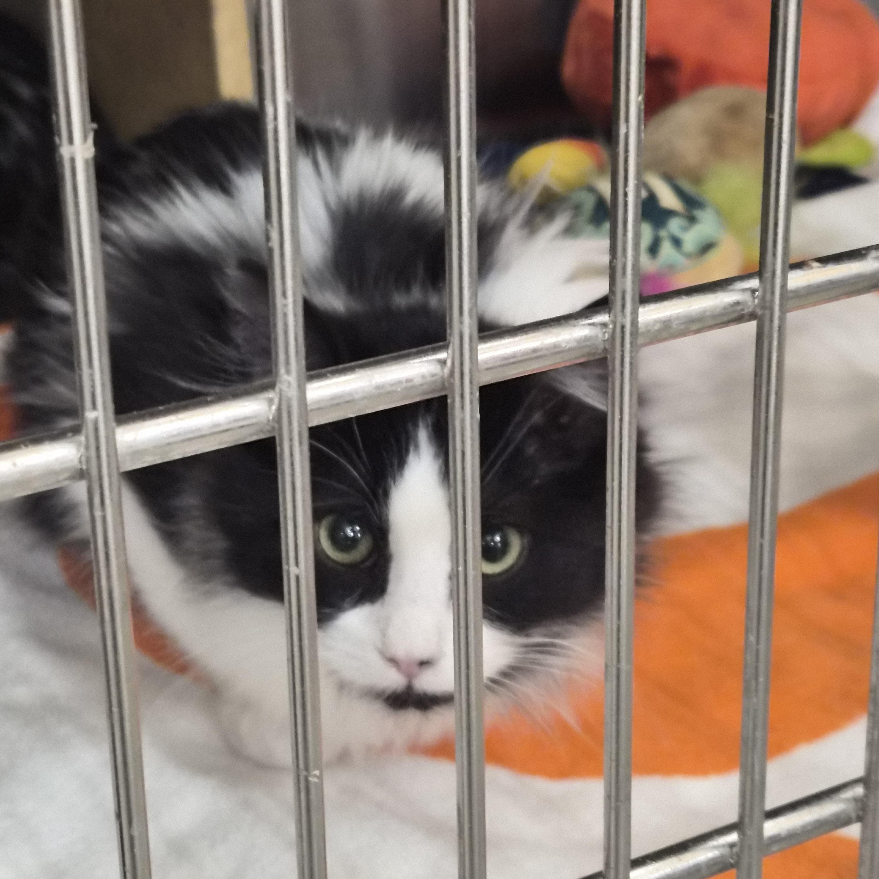 Enlarge Lariet, an adopted Domestic Long Hair in Greeley, CO image 2/2