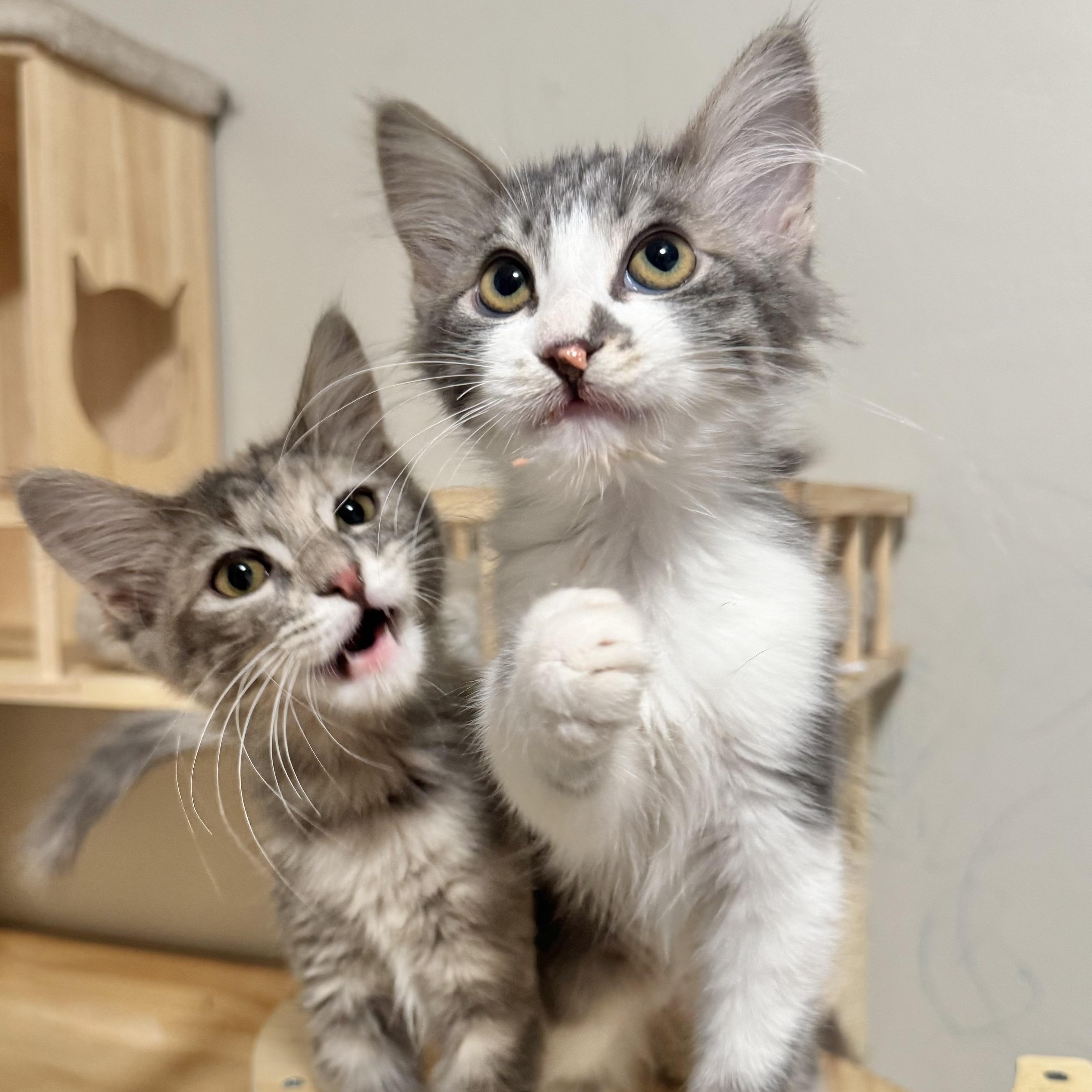 Enlarge Cherry, a Adoptable Domestic Medium Hair in Riverside, CA image 4/5