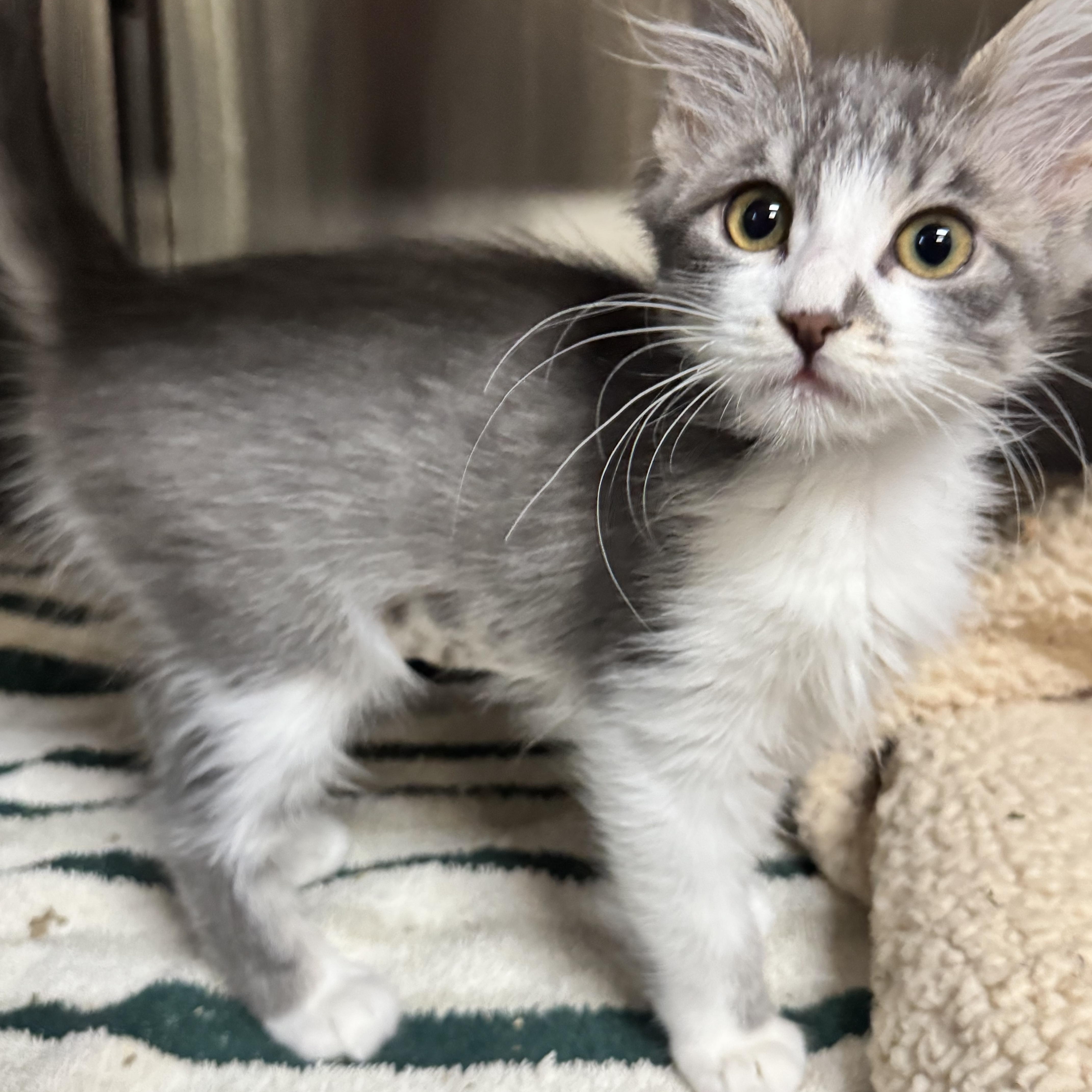 Enlarge Cherry, a Adoptable Domestic Medium Hair in Riverside, CA image 2/5