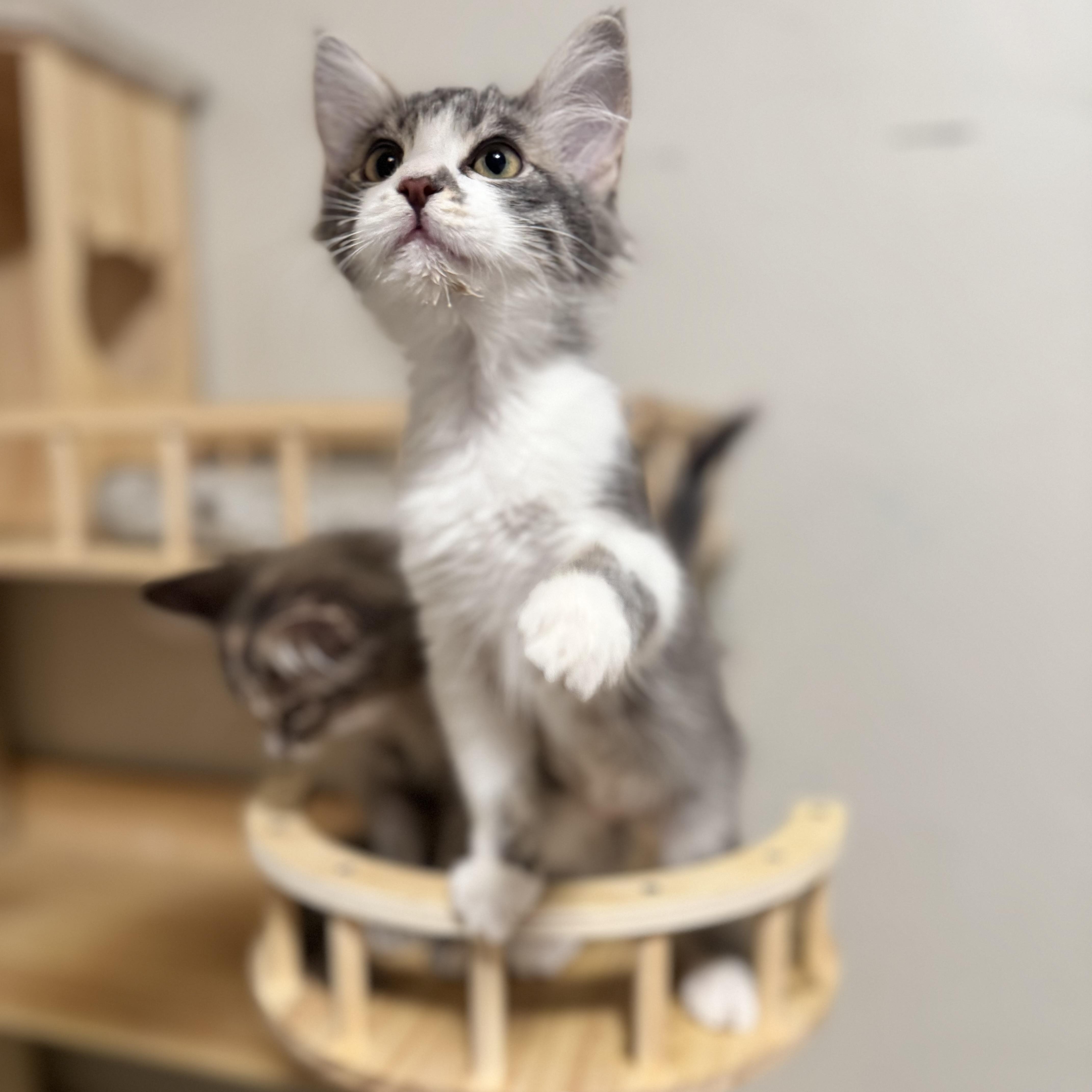 Enlarge Cherry, a Adoptable Domestic Medium Hair in Riverside, CA image 5/5