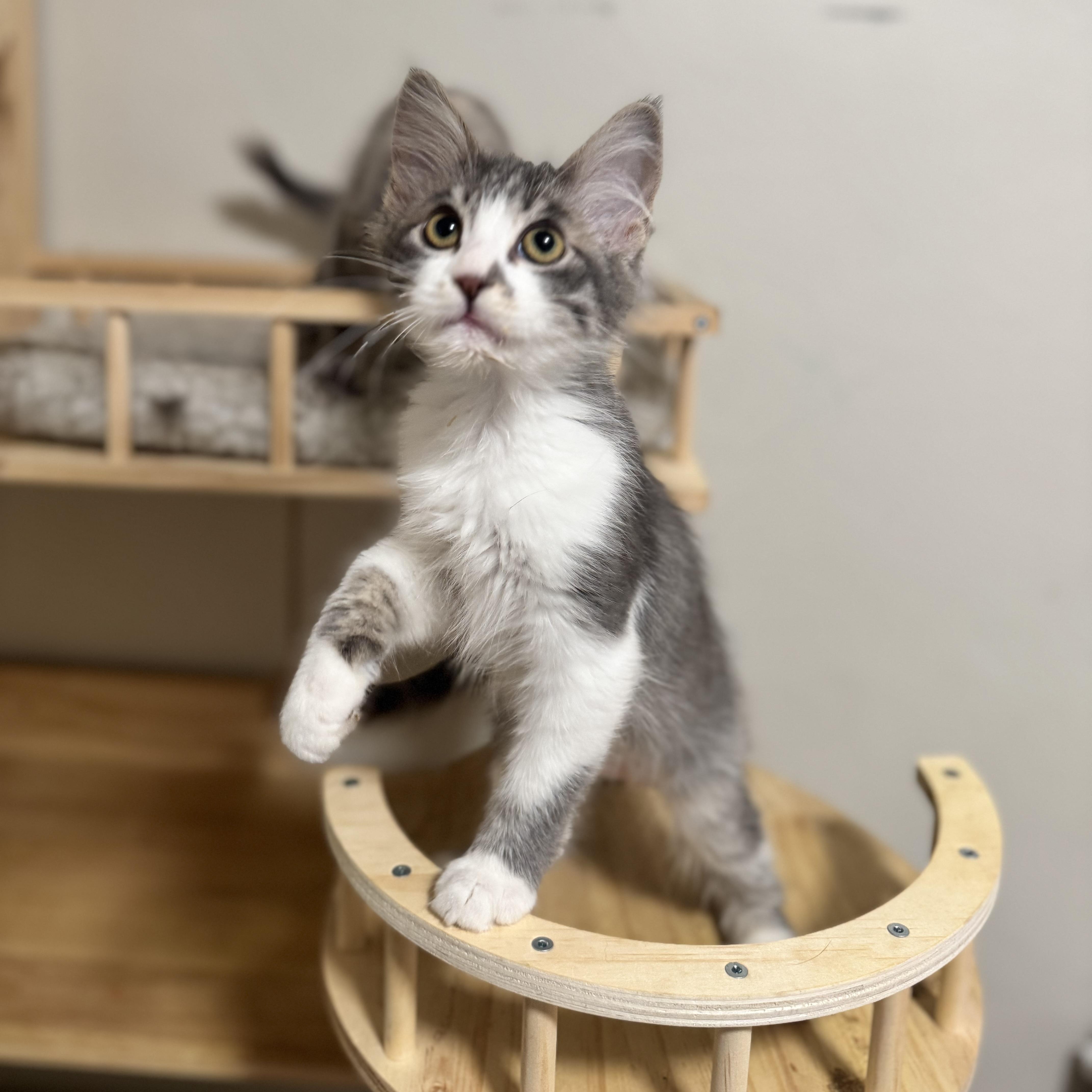 Cherry, Adoptable, Kitten Female Domestic Medium Hair.
