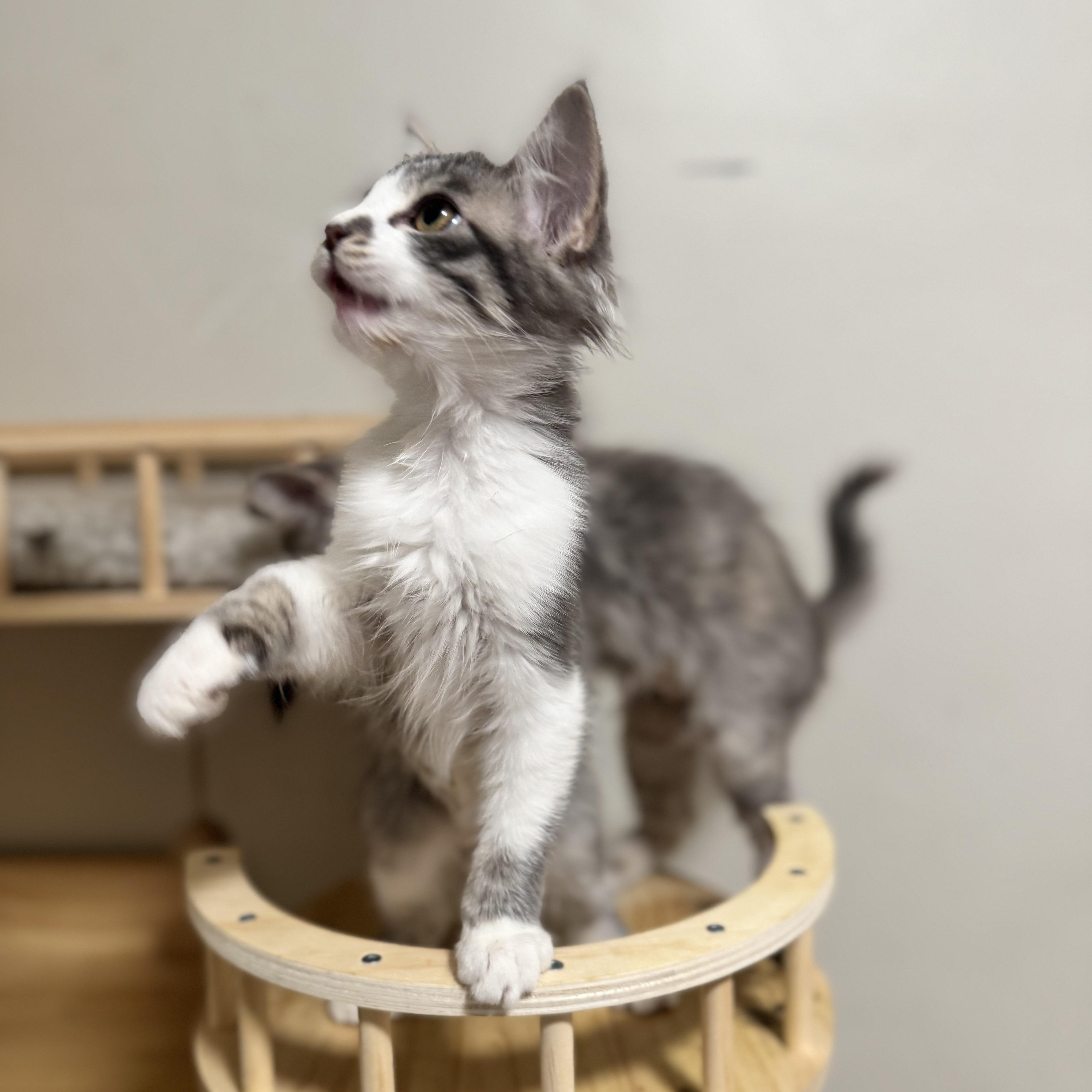 Enlarge Cherry, a Adoptable Domestic Medium Hair in Riverside, CA image 3/5