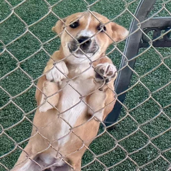 Looney, a Adoptable Mixed Breed in Coos Bay, OR image 1/2