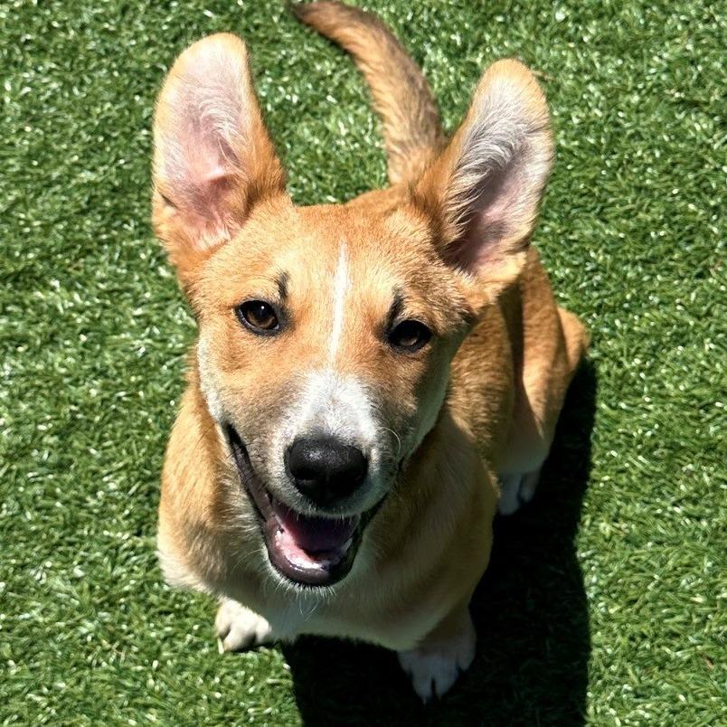 Looney, a Adoptable Mixed Breed in Coos Bay, OR image 2/2