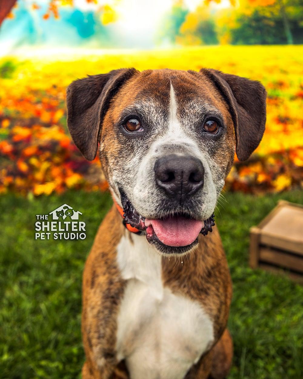Bailey AVAILABLE, Adoptable, Senior Male Boxer.