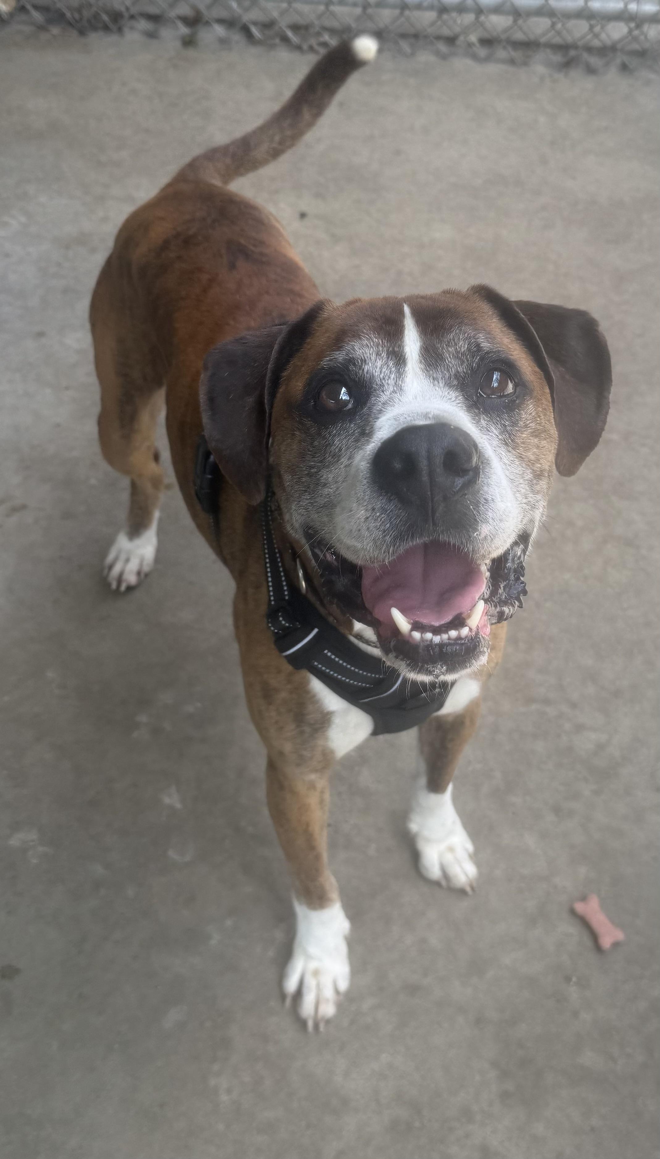 Bailey AVAILABLE, a ADOPTABLE mixed breed in Canton, OH image 3/5
