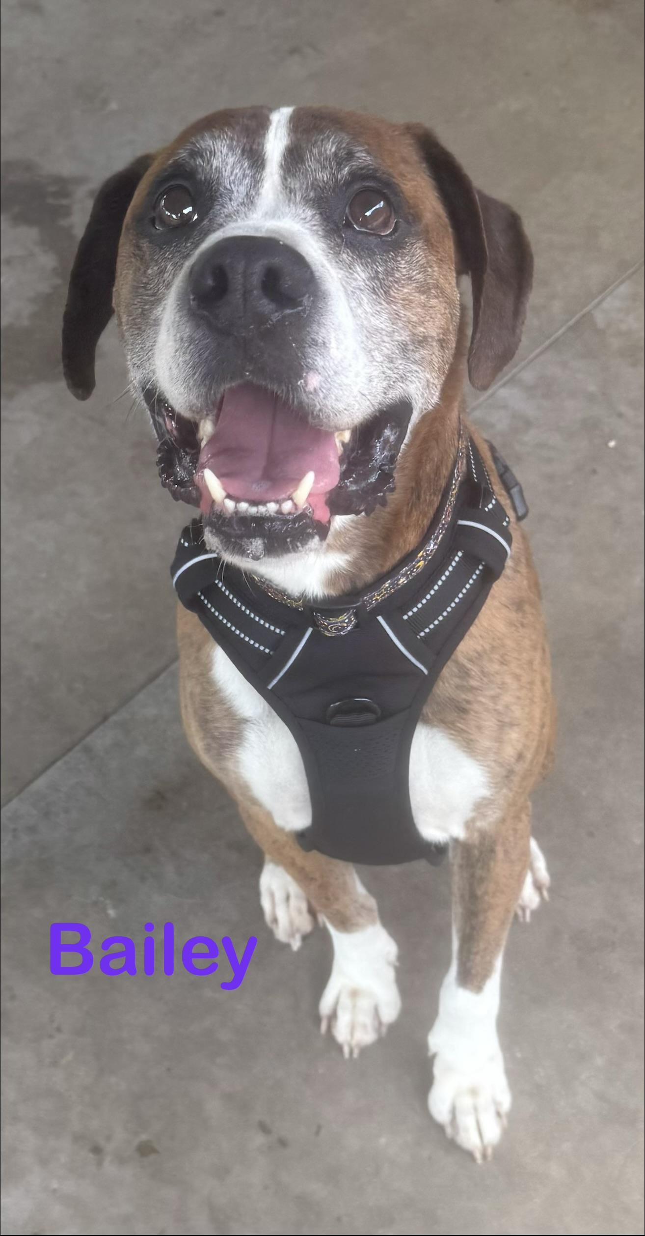 Bailey AVAILABLE, a ADOPTABLE mixed breed in Canton, OH image 2/5