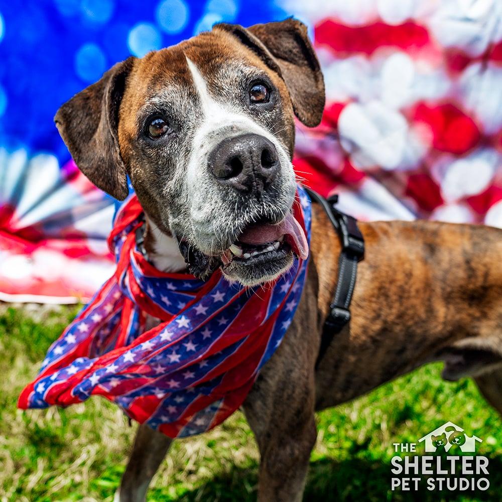 Bailey AVAILABLE, ADOPTABLE, Senior Male Boxer.