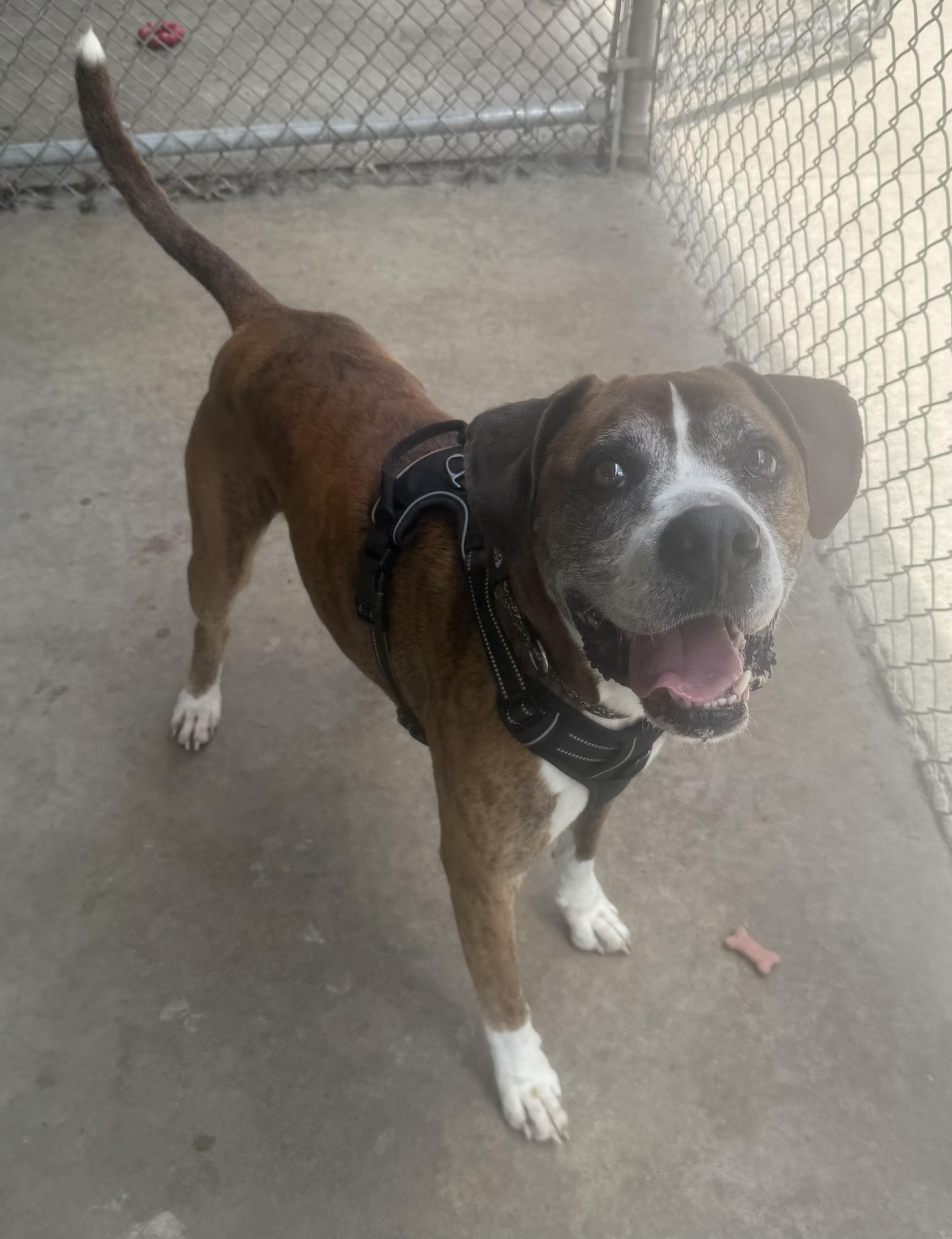 Bailey AVAILABLE, a ADOPTABLE mixed breed in Canton, OH image 4/5