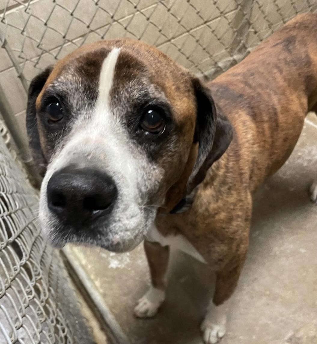 Bailey AVAILABLE, a ADOPTABLE mixed breed in Canton, OH image 5/5