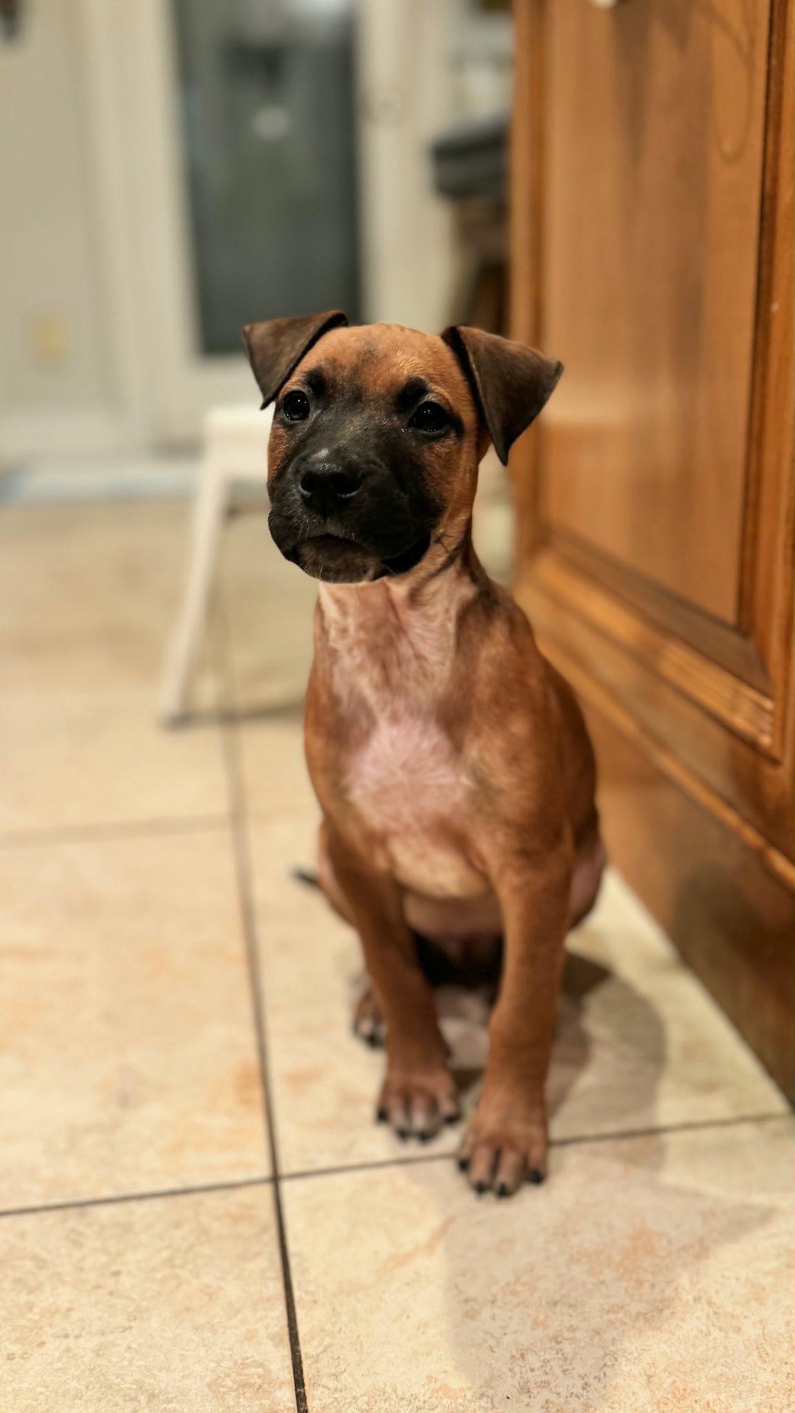 Enlarge Toast, an adopted mixed breed in Riverdale, NJ image 1/5