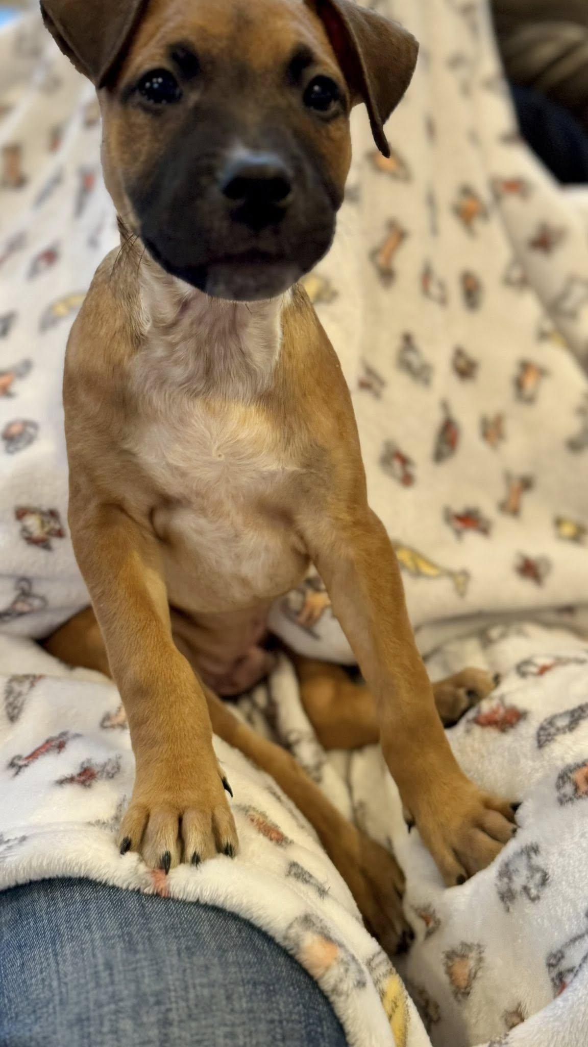 Enlarge Toast, an adopted mixed breed in Riverdale, NJ image 4/5