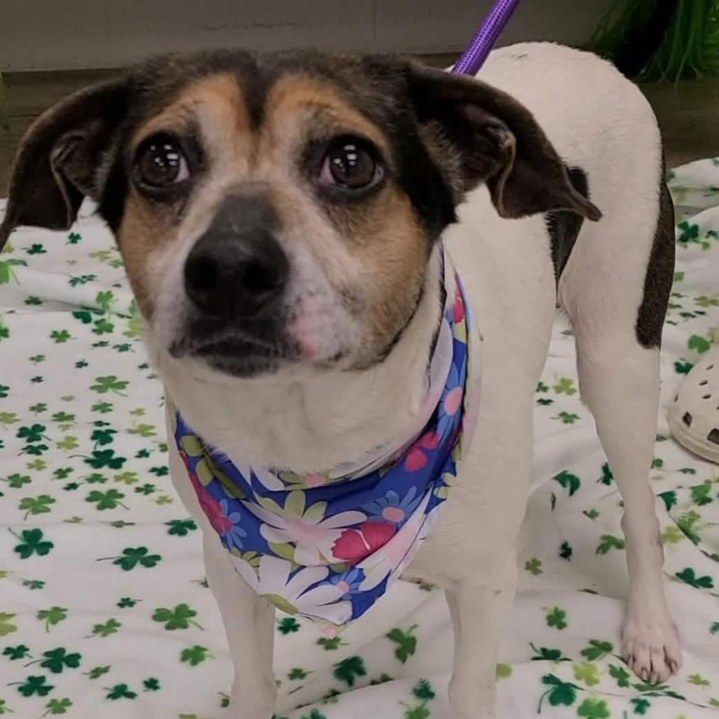 Enlarge Linny in NH! Come Meet Our Adoptable Dogs Wed-Sat More Info in Bio!, a Adoptable mixed breed in Manchester, NH image 2/2