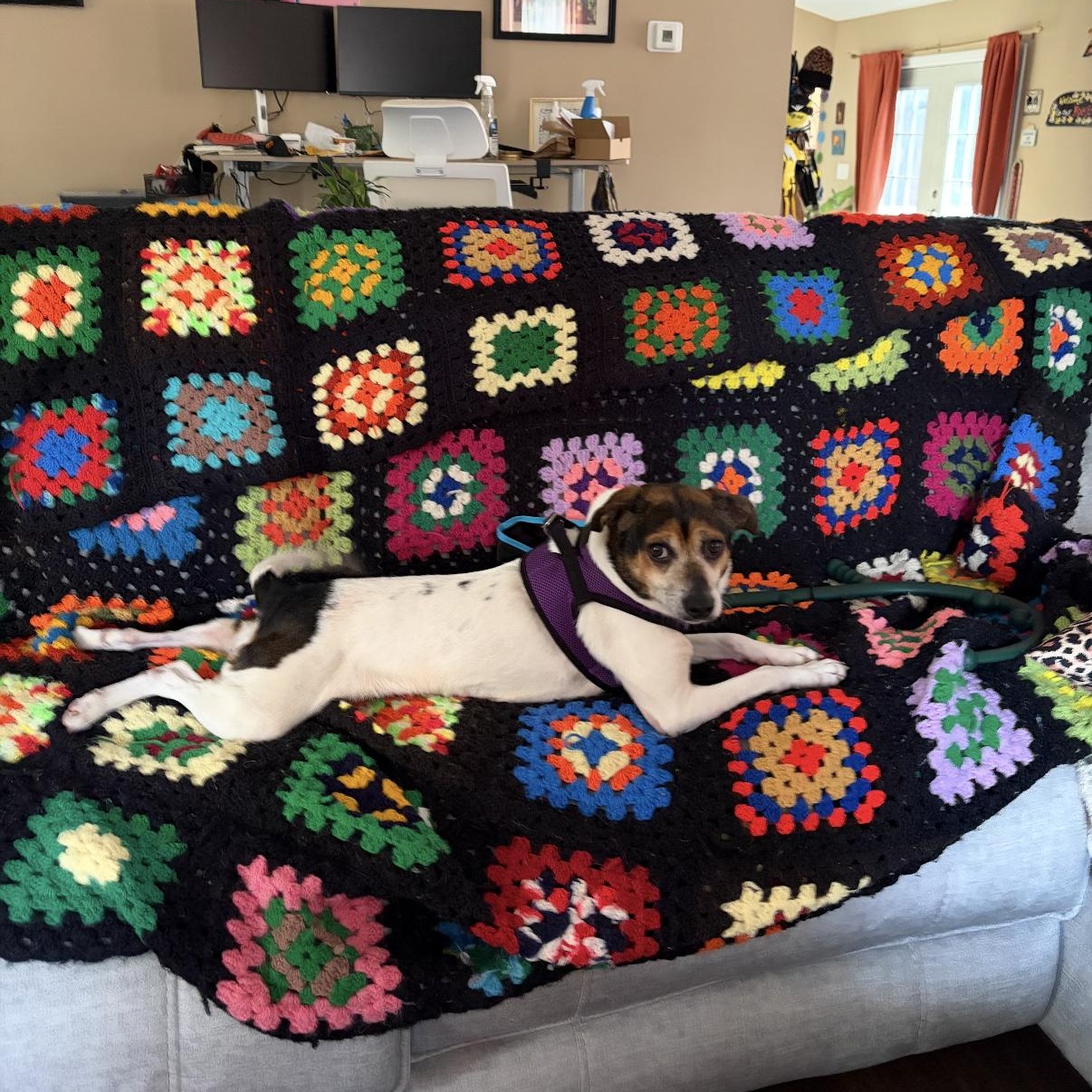 Enlarge Linny in NH! Come Meet Our Adoptable Dogs Wed-Sat More Info in Bio!, a Adoptable mixed breed in Manchester, NH image 1/4