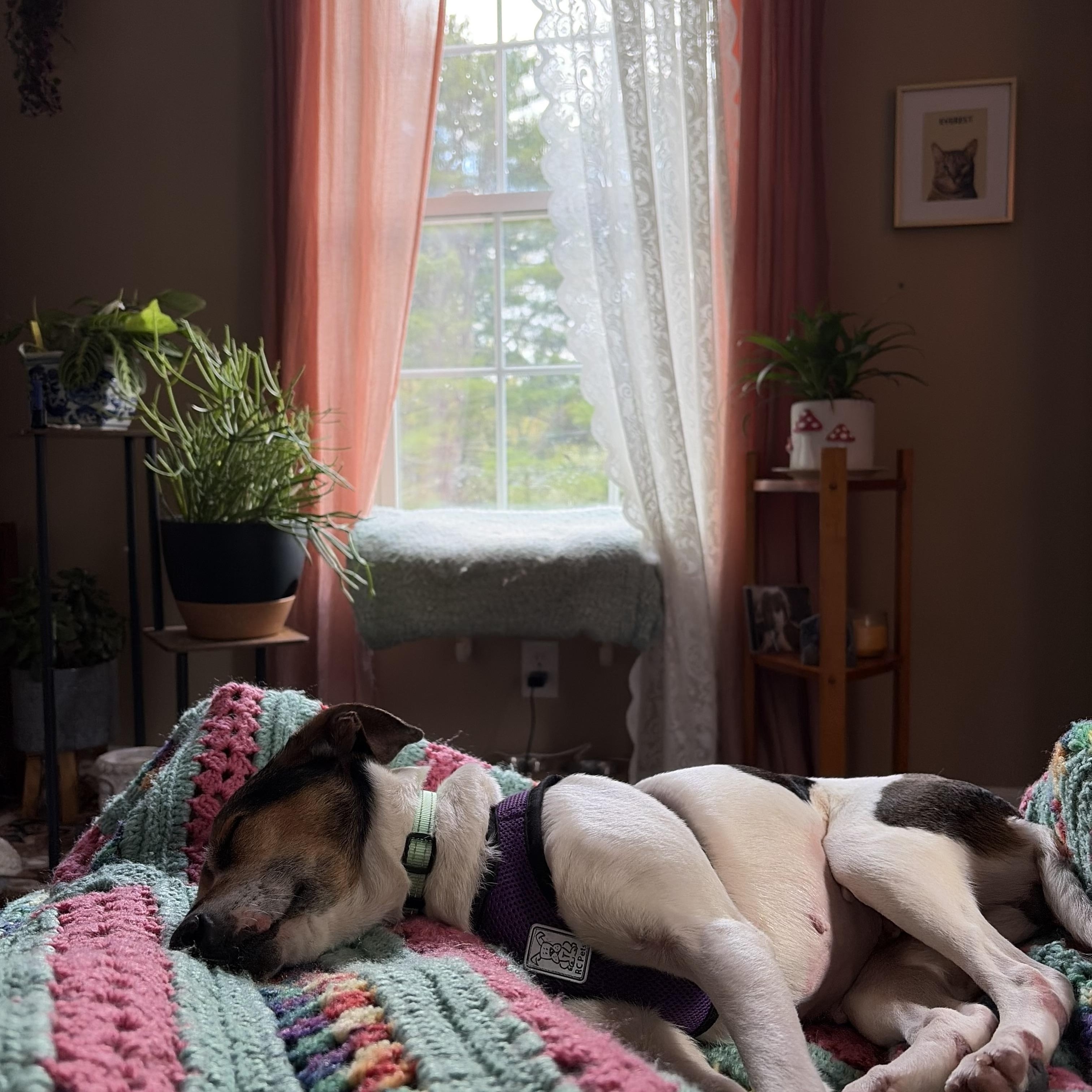 Enlarge Linny in NH! Come Meet Our Adoptable Dogs Wed-Sat More Info in Bio!, a Adoptable mixed breed in Manchester, NH image 4/4