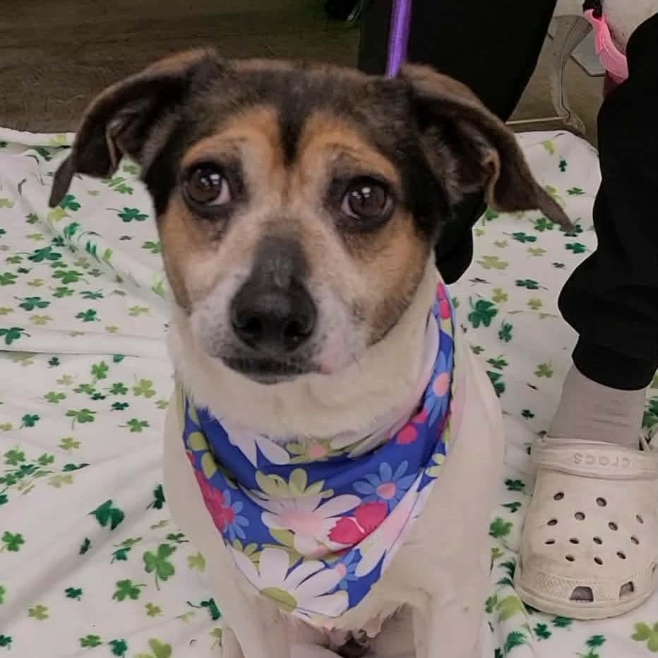 Enlarge Linny in NH! Come Meet Our Adoptable Dogs Wed-Sat More Info in Bio!, a Adoptable mixed breed in Manchester, NH image 1/2