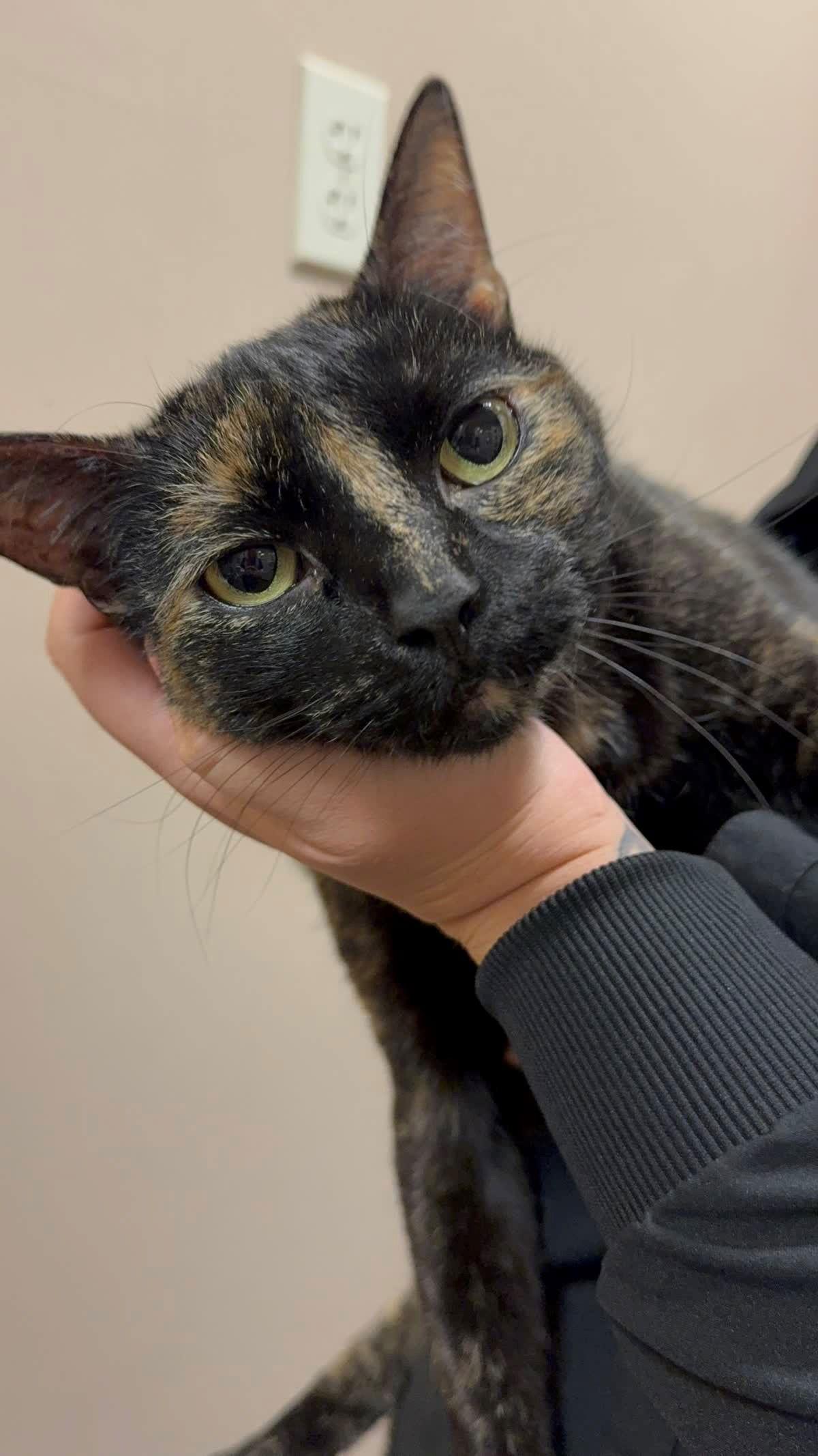 Zelda, Adoptable, Adult Female Tortoiseshell & Domestic Short Hair.