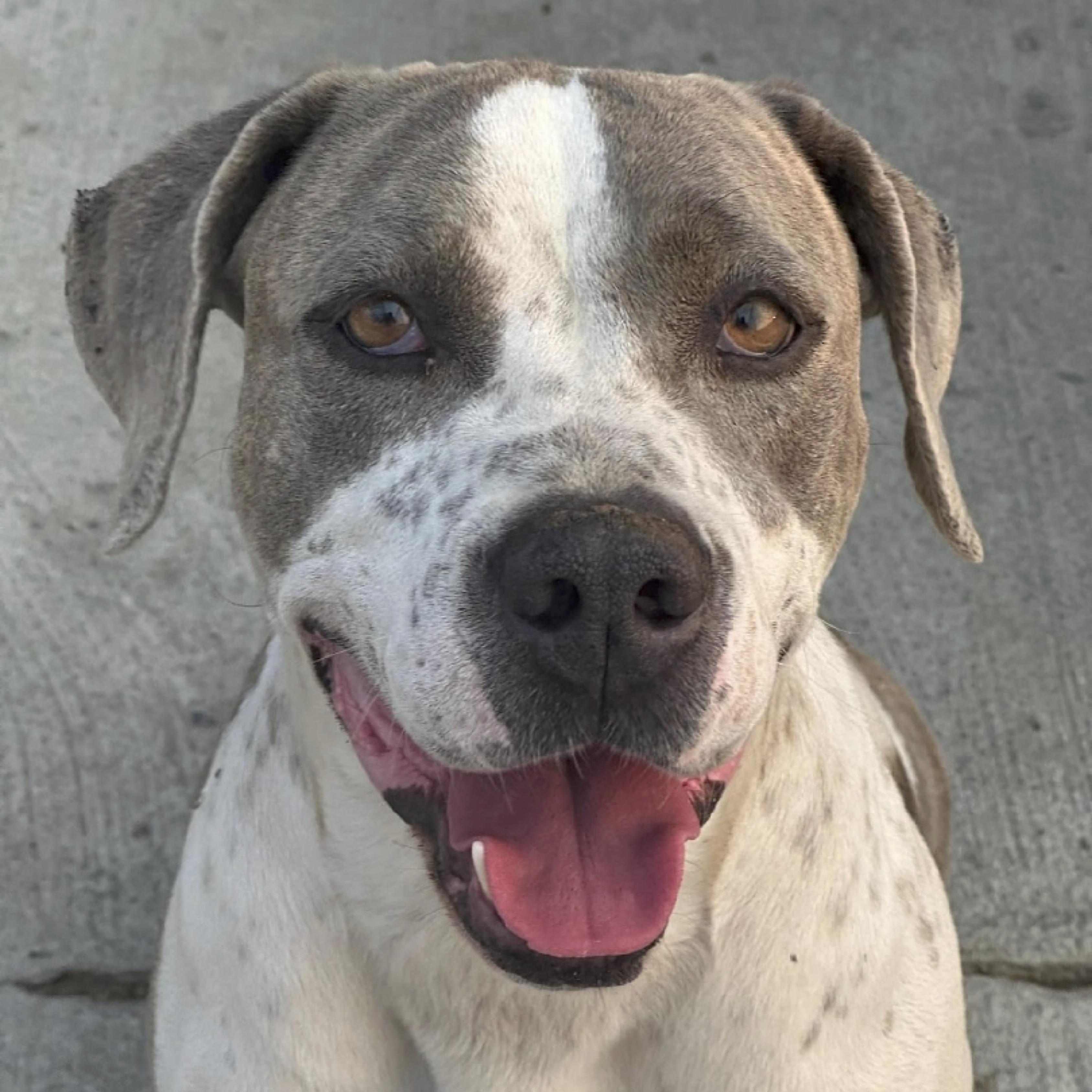 Themy - Foster Needed....A Gentle Soul Ready for Love!