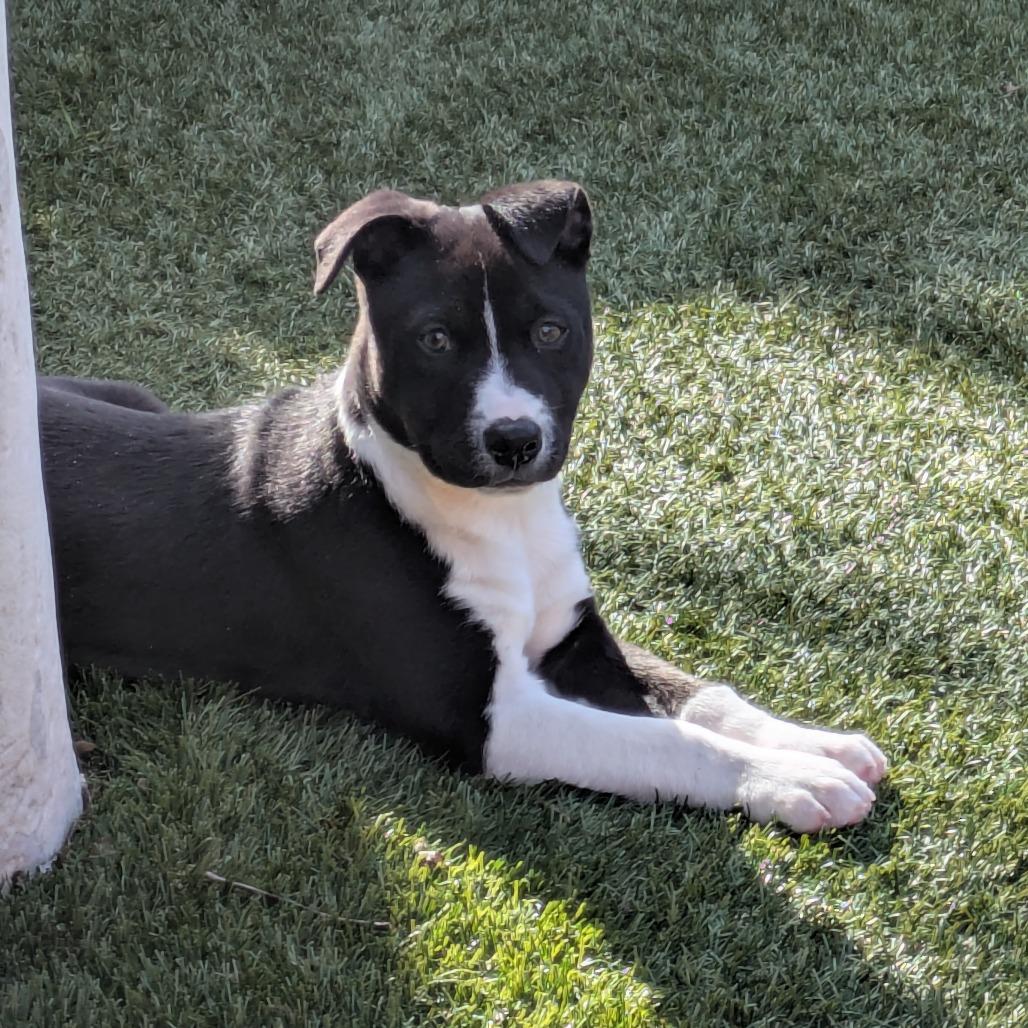 Mince Pie, Adoptable, Puppy Male Pit Bull Terrier.