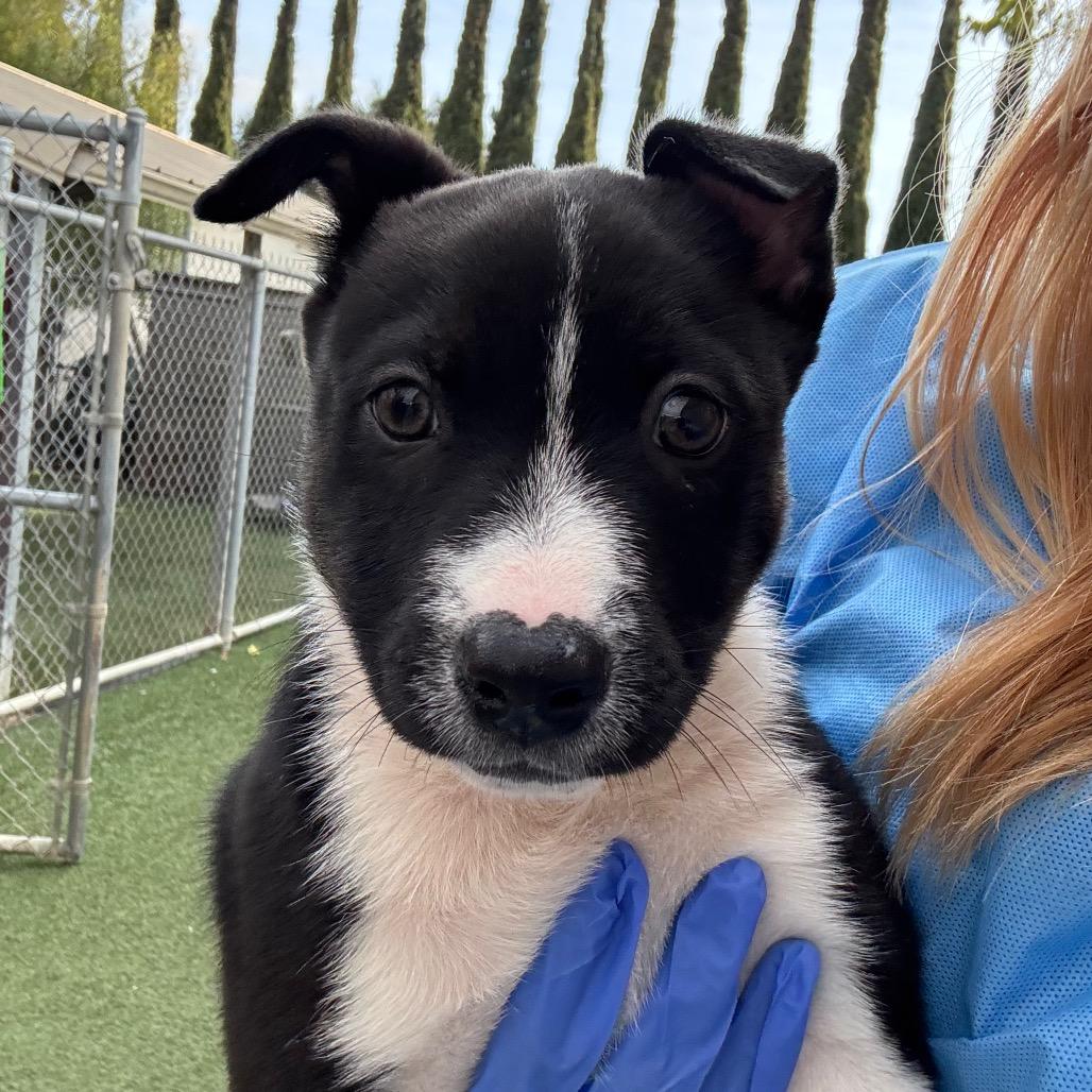 Enlarge Mince Pie, a Adoptable Pit Bull Terrier in Buellton, CA image 2/4