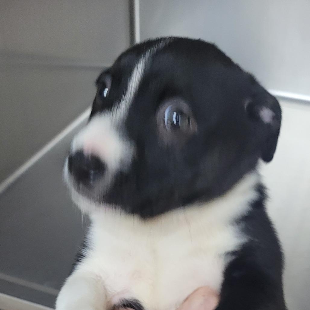 Mince Pie, Adoptable, Puppy Male Pit Bull Terrier.