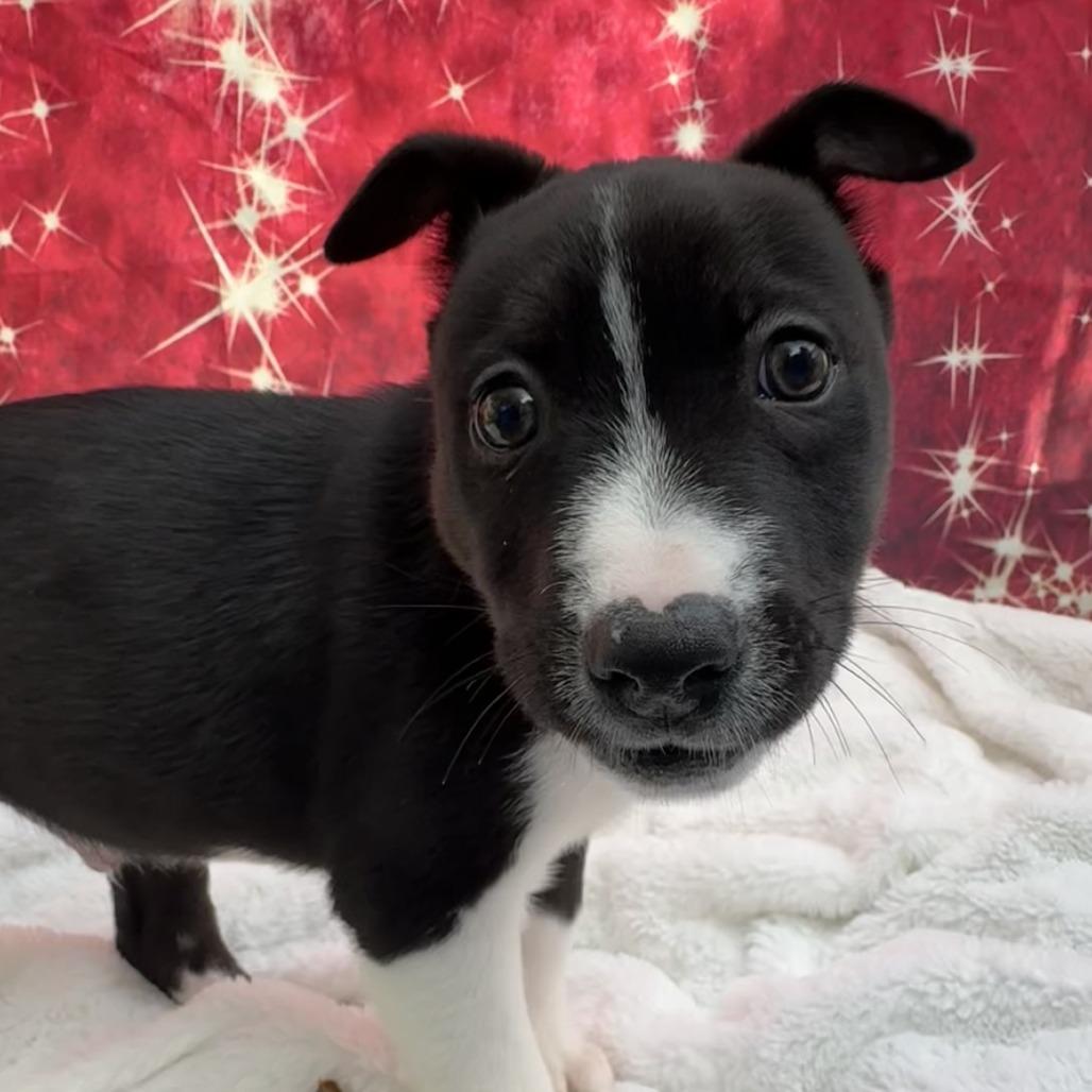 Enlarge Mince Pie, a Adoptable Pit Bull Terrier in Buellton, CA image 3/4
