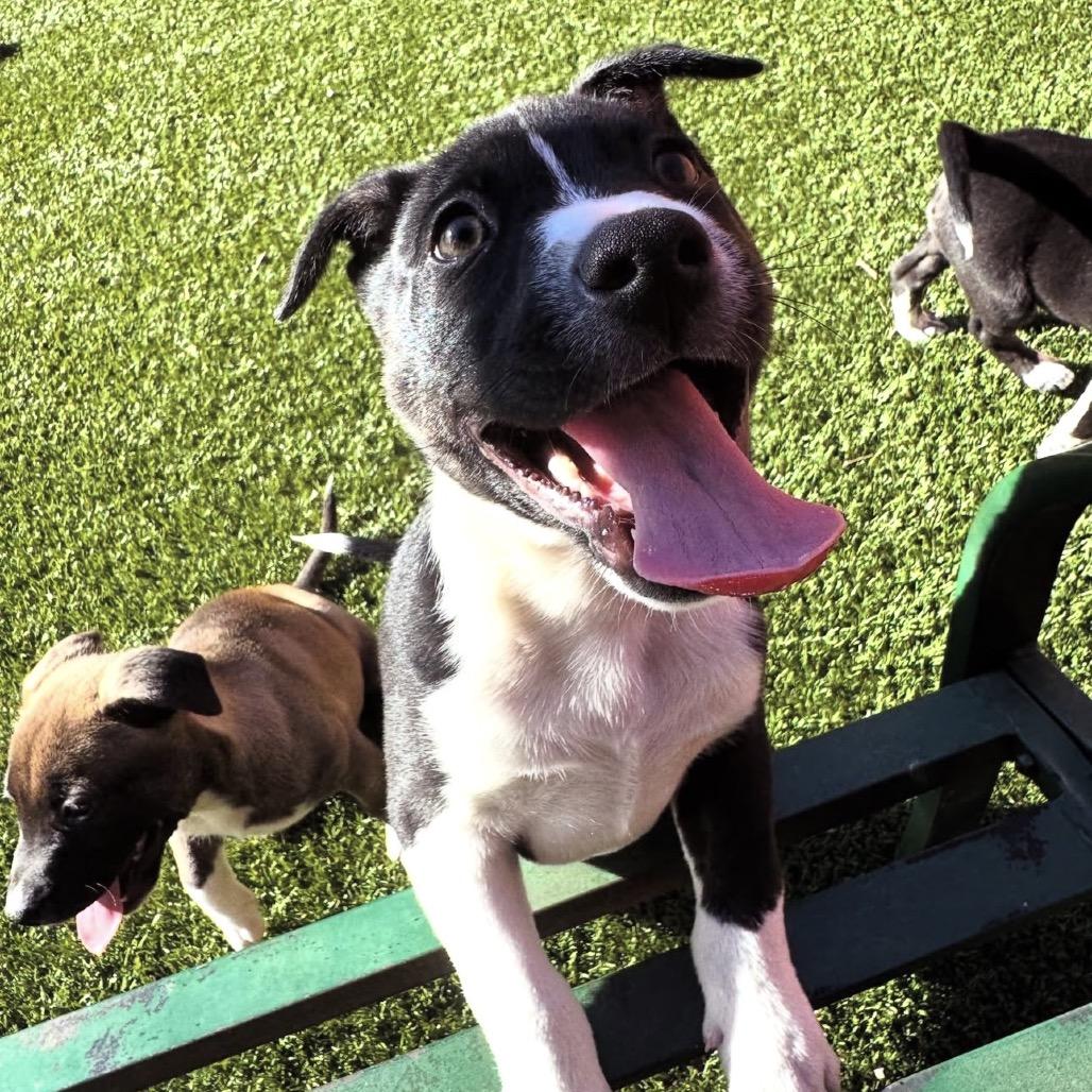 Enlarge Mince Pie, a Adoptable Pit Bull Terrier in Buellton, CA image 4/4