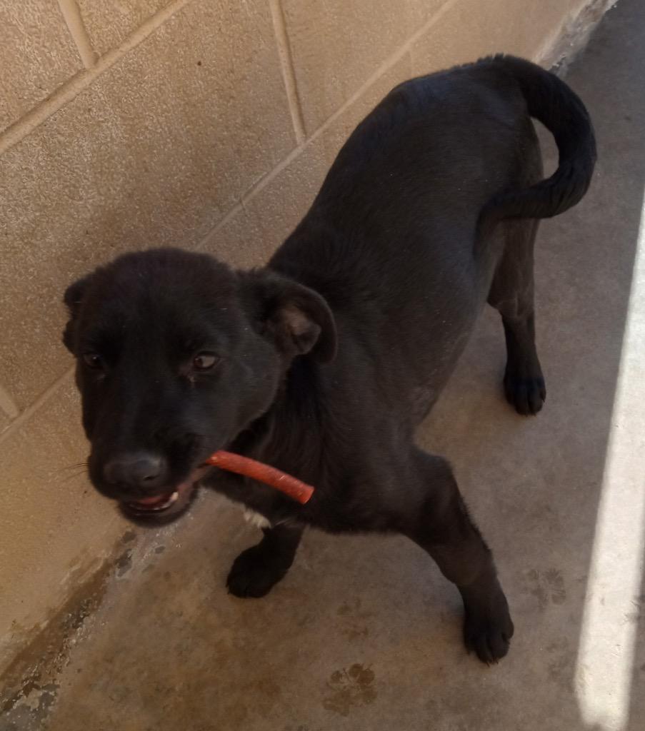 Jill, Adoptable, Puppy Female Labrador Retriever.