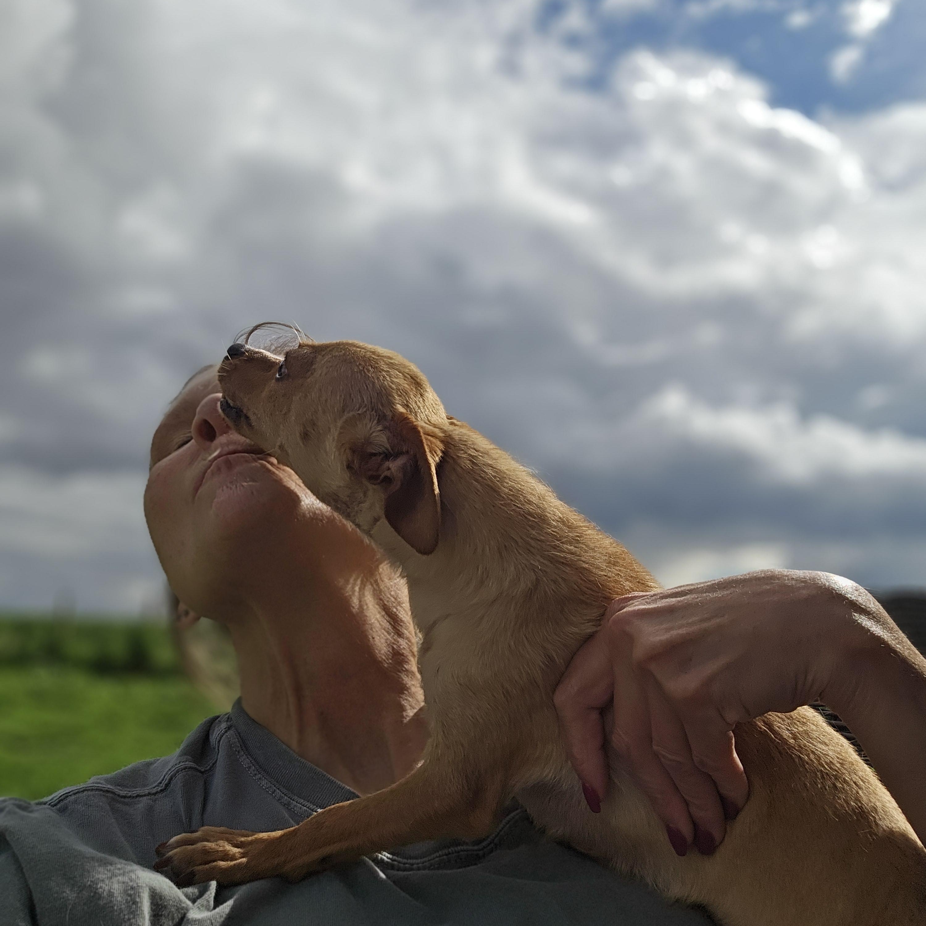 Enlarge Moe, a Adopted Chihuahua in Clovis, NM image 1/3