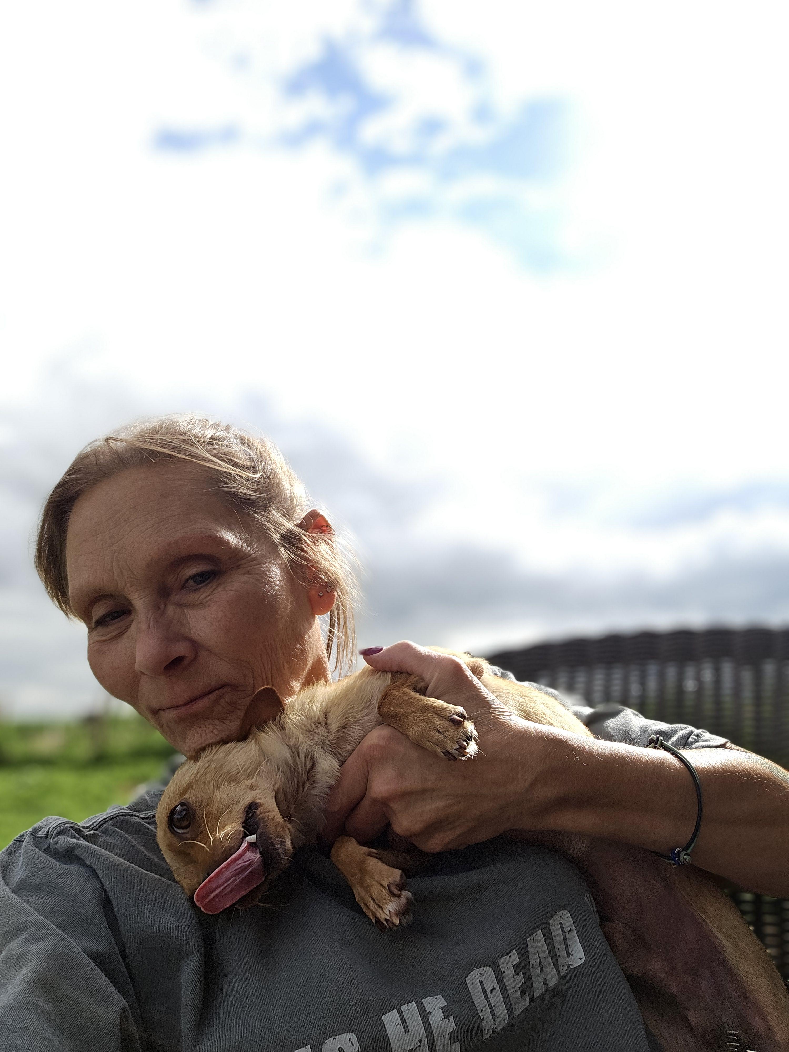 Enlarge Moe, a Adopted Chihuahua in Clovis, NM image 2/3