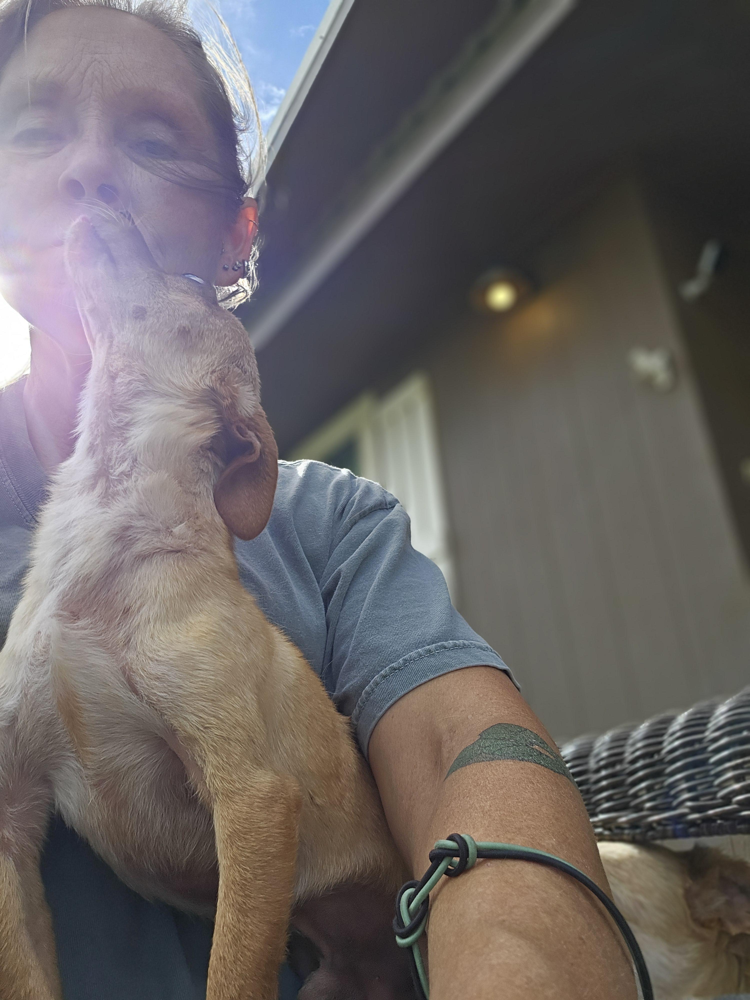 Enlarge Moe, a Adopted Chihuahua in Clovis, NM image 3/3