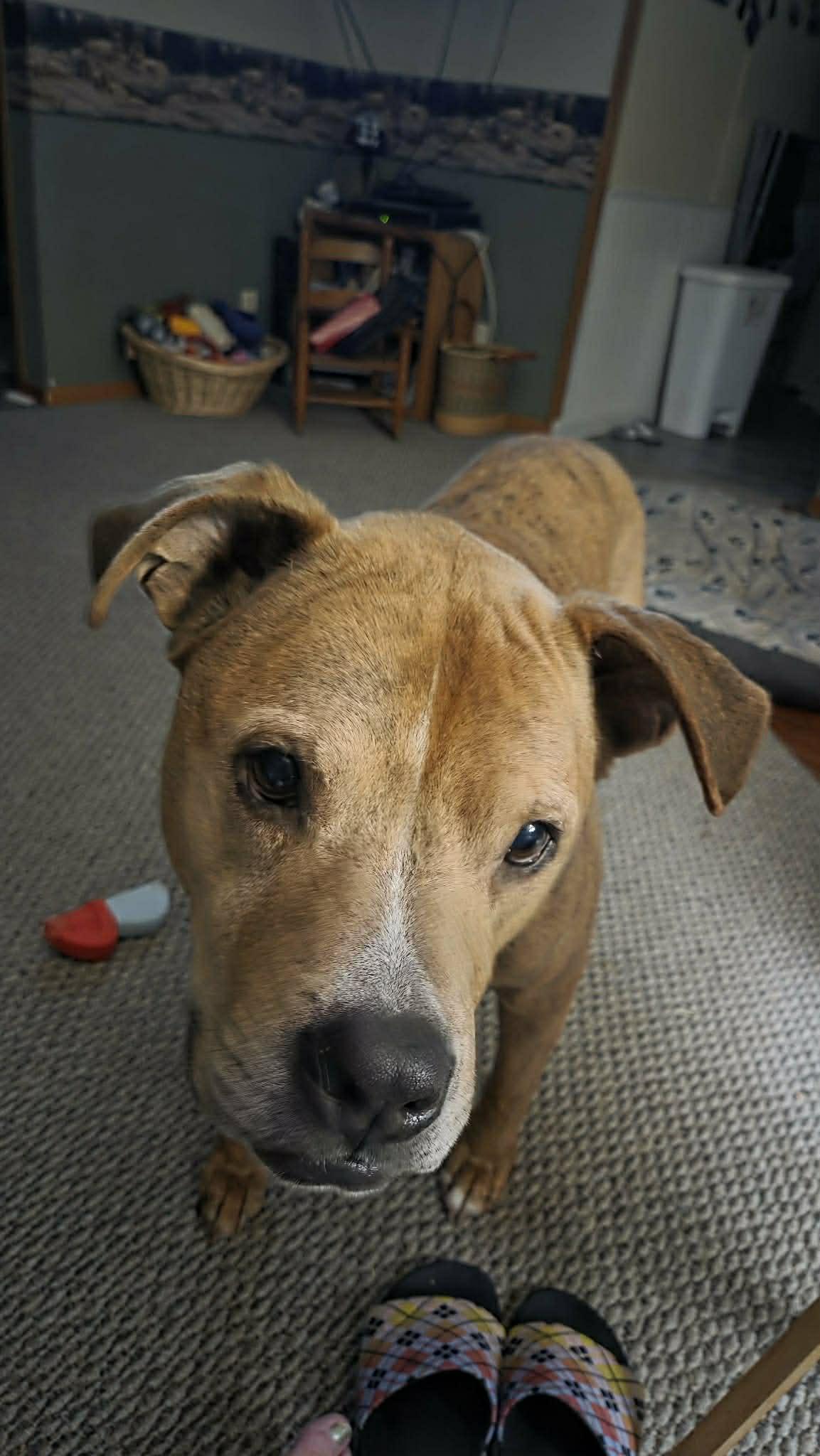 Brewster — thumbnail 2