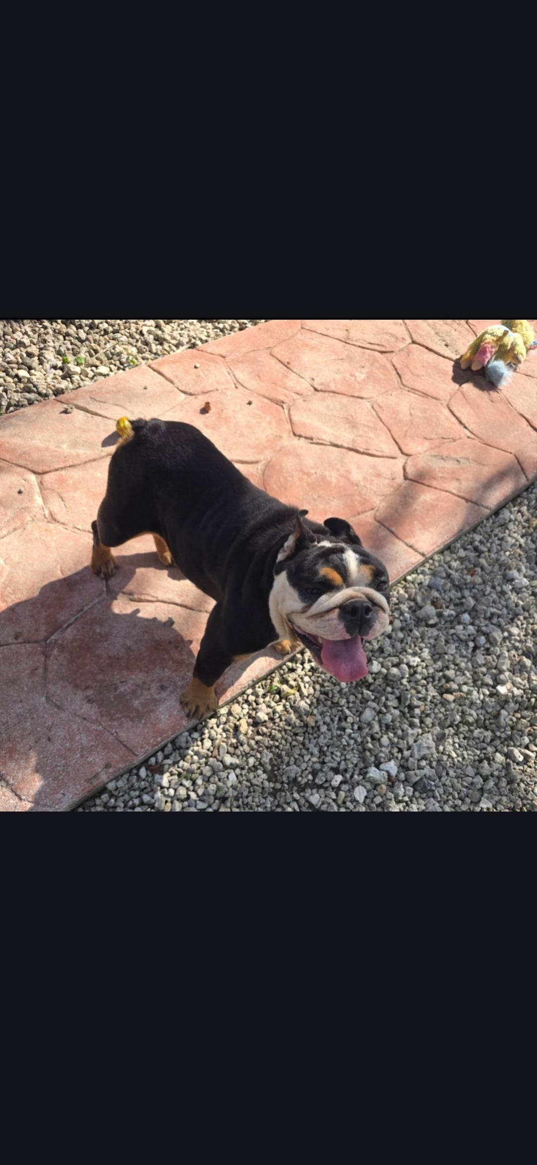 Enlarge Gertie, a ADOPTABLE mixed breed in Miami, FL image 2/2