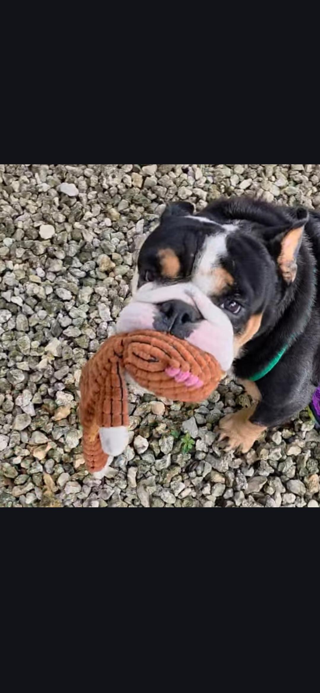 Enlarge Gertie, a ADOPTABLE mixed breed in Miami, FL image 1/2