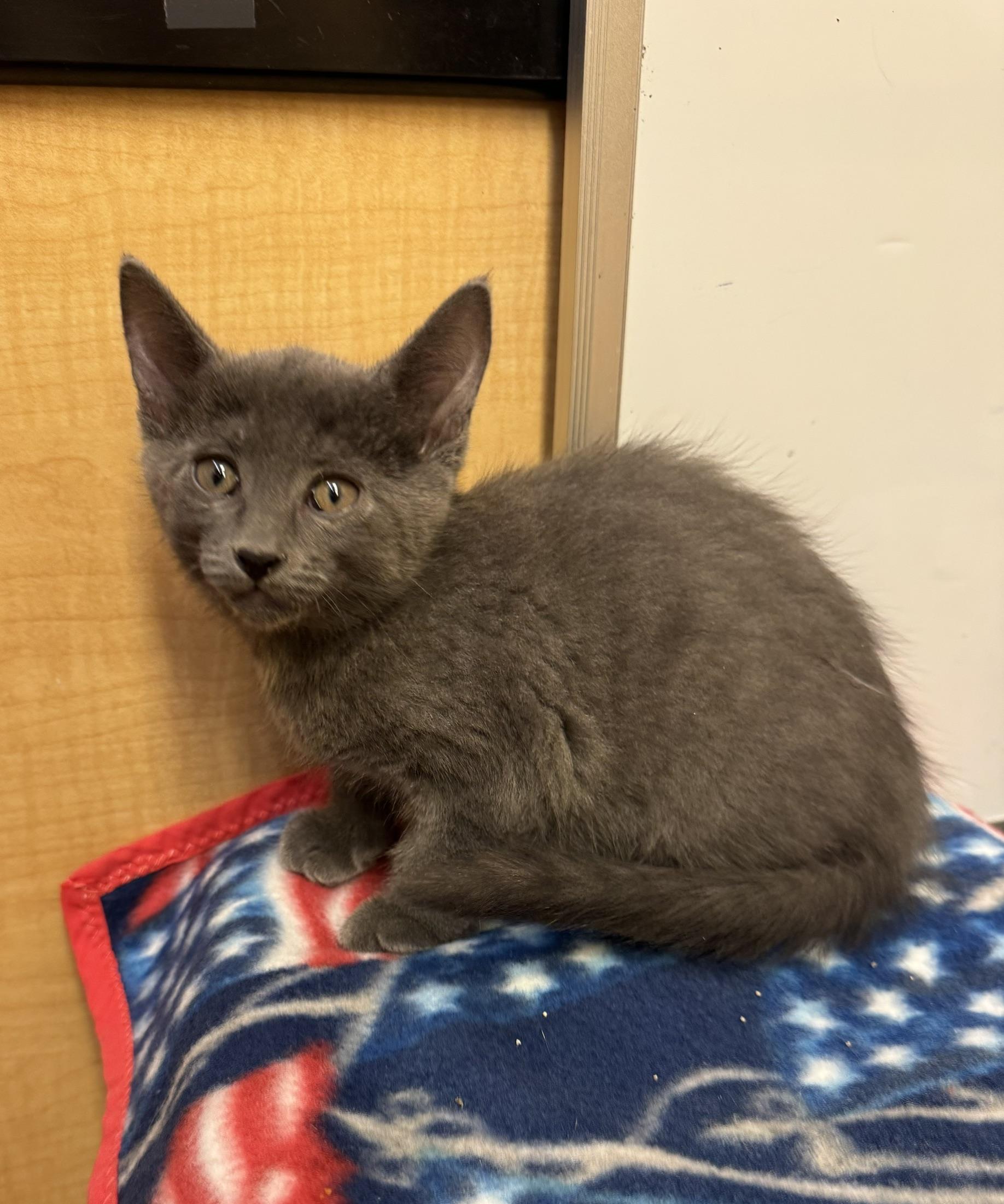 Edoardo, a ADOPTABLE mixed breed in Albuquerque, NM image 4/4