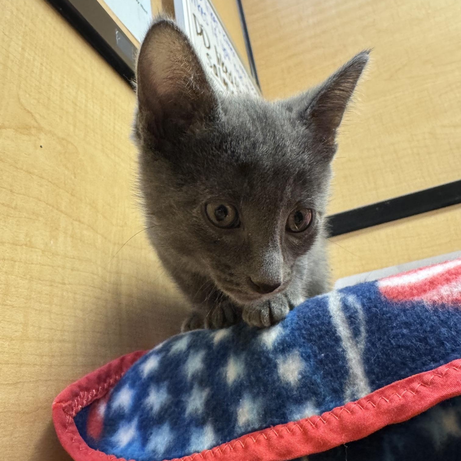 Edoardo, a ADOPTABLE mixed breed in Albuquerque, NM image 3/4