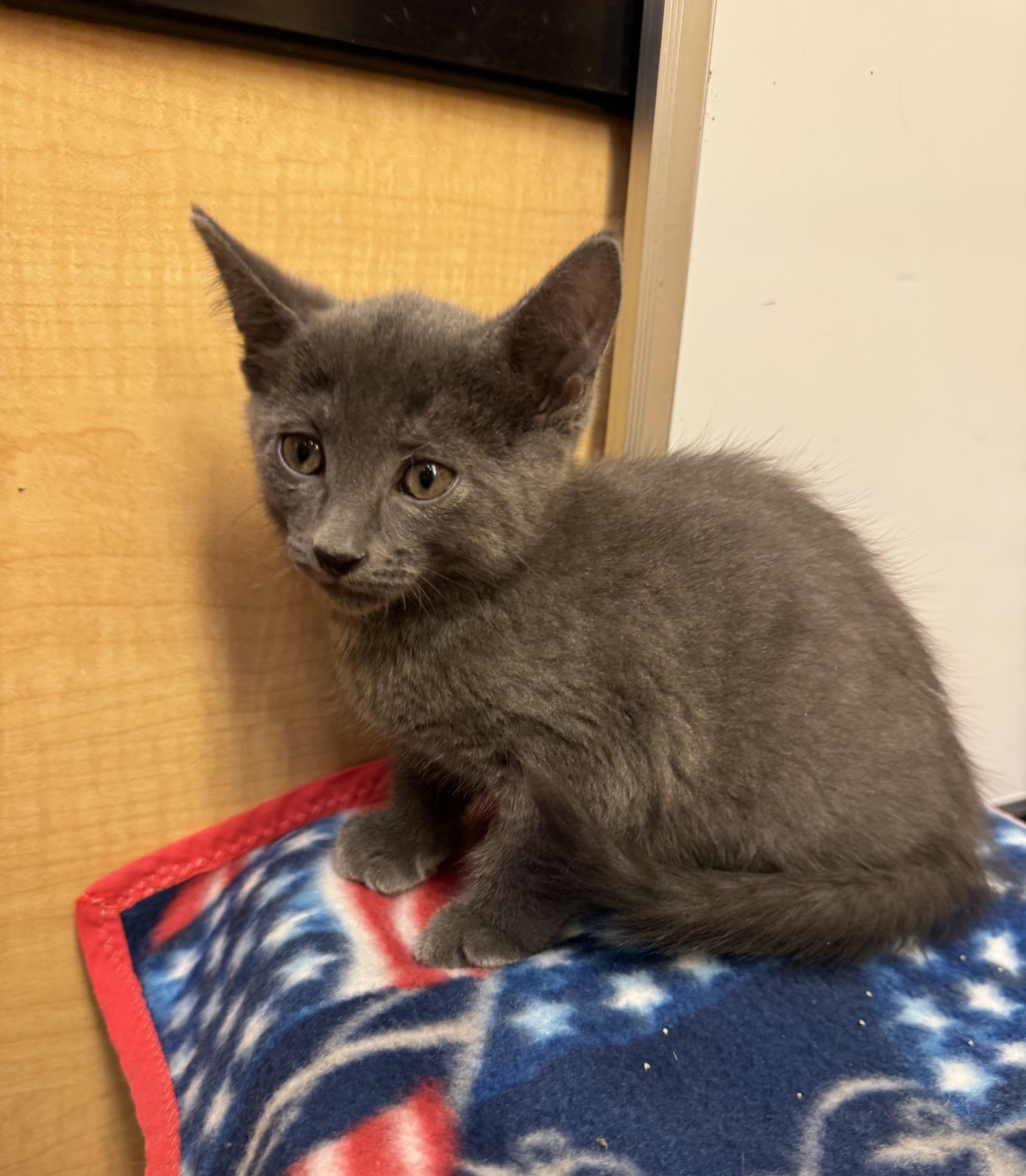 Edoardo, a ADOPTABLE mixed breed in Albuquerque, NM image 2/4