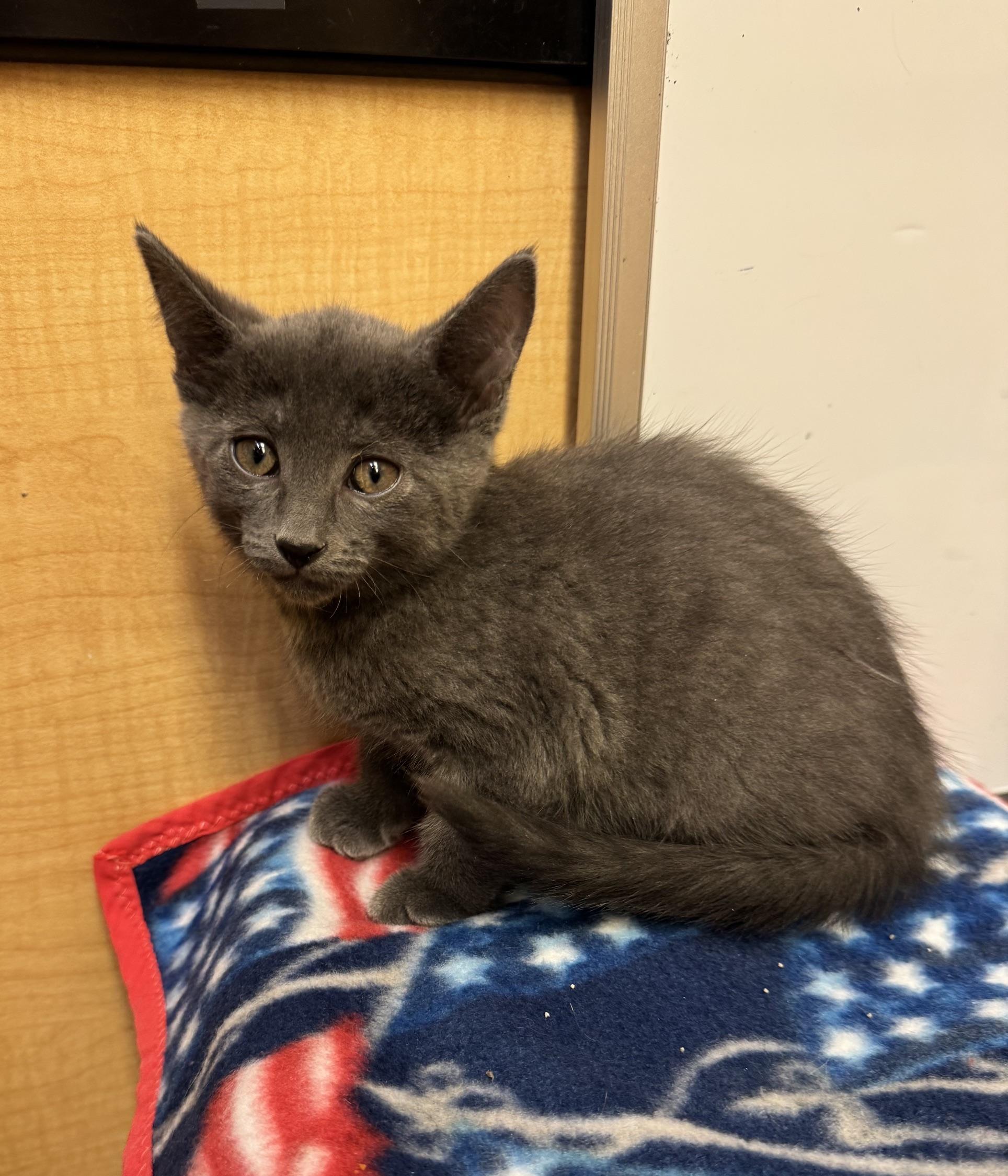 Edoardo, a ADOPTABLE mixed breed in Albuquerque, NM image 1/4