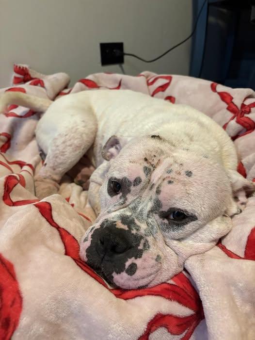 Enlarge Chop, an adoptable mixed breed in Palatine, IL image 3/5